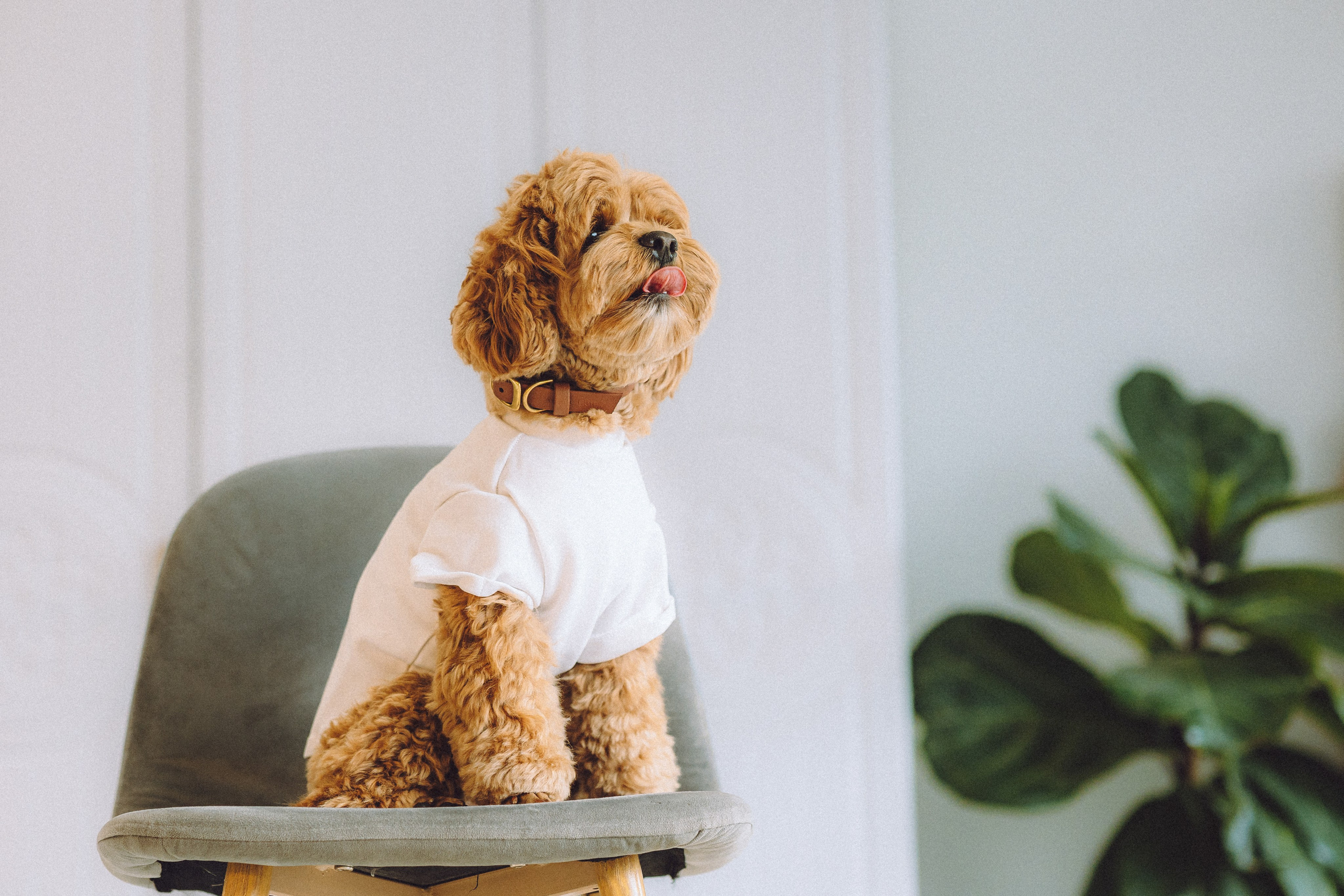 День Рождения пуделя Глаши