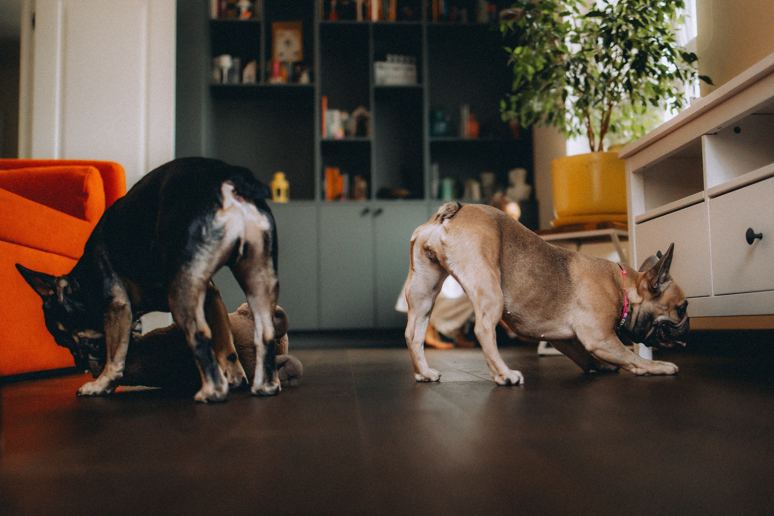 Юля, Мия и Зек