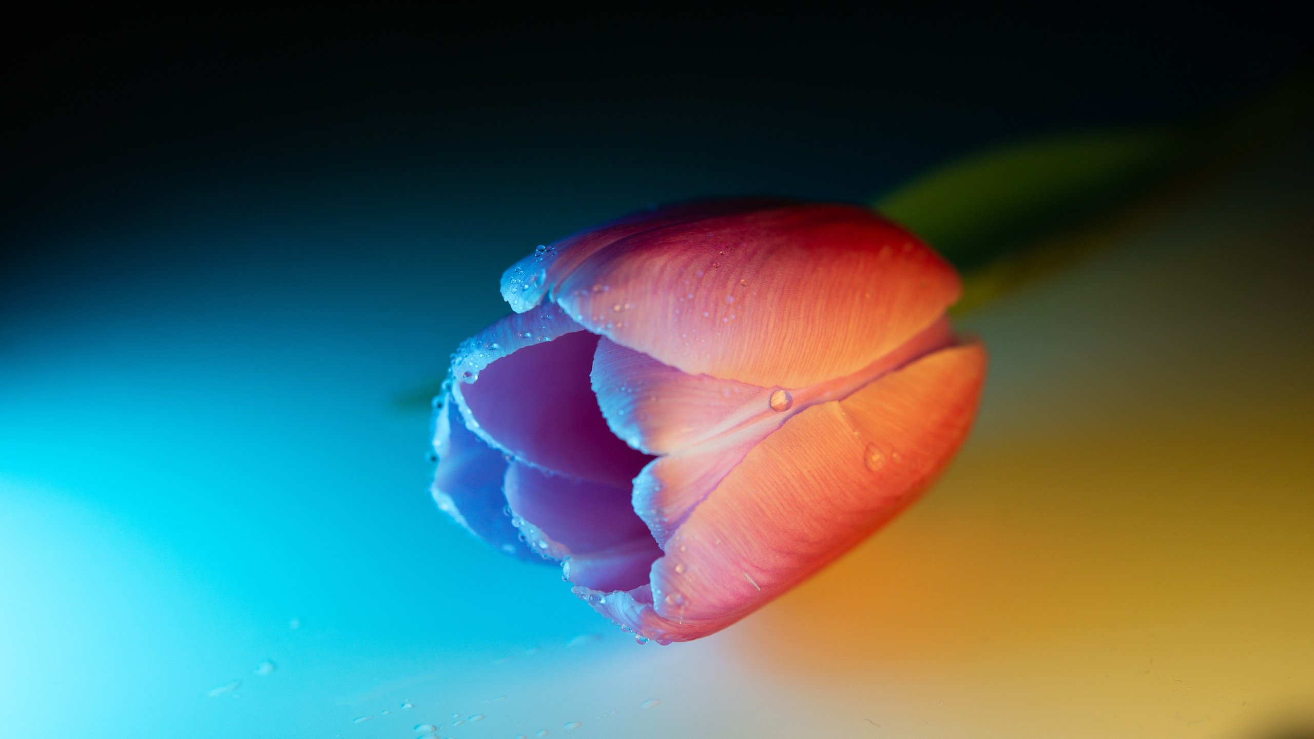 Цветы и свет. Фотограф в Москве Юлия Першина