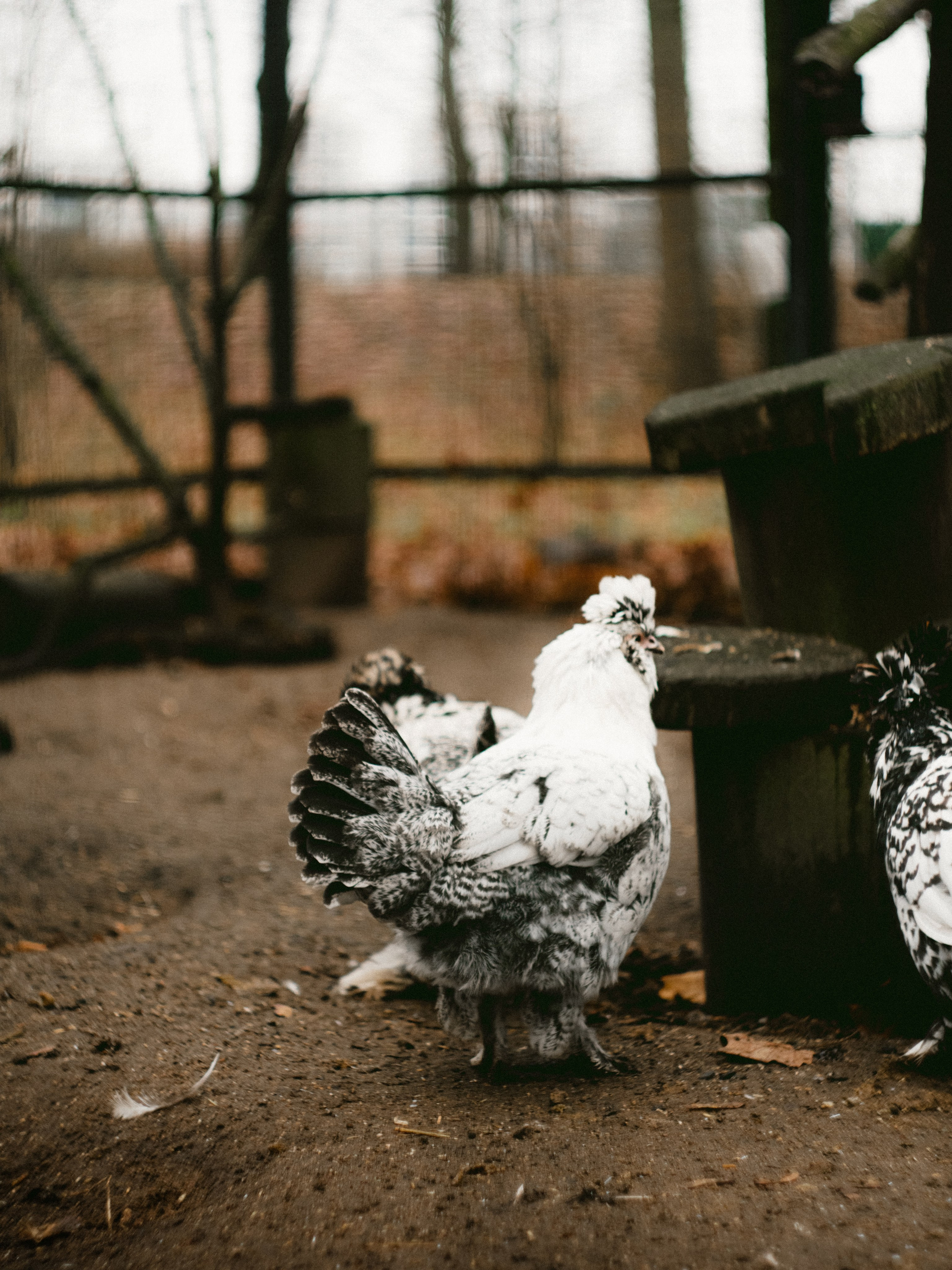 Елагин Остров. Портретный и репортажный фотограф в Санкт-Петербурге Смоляков Максим