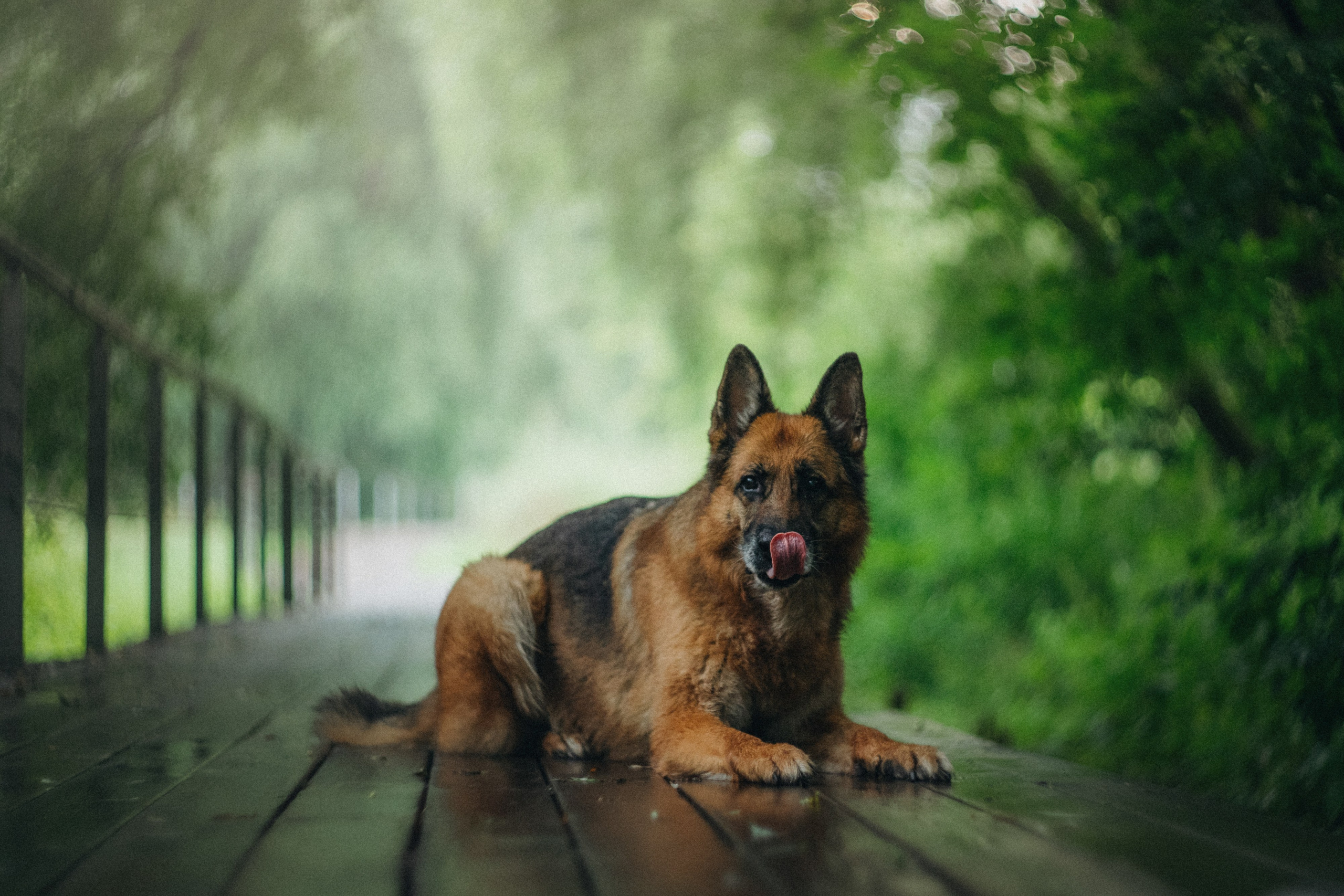 Вика и Фрея. Фотограф анималист в Москве и Санкт-Петербурге Свиридова Анна