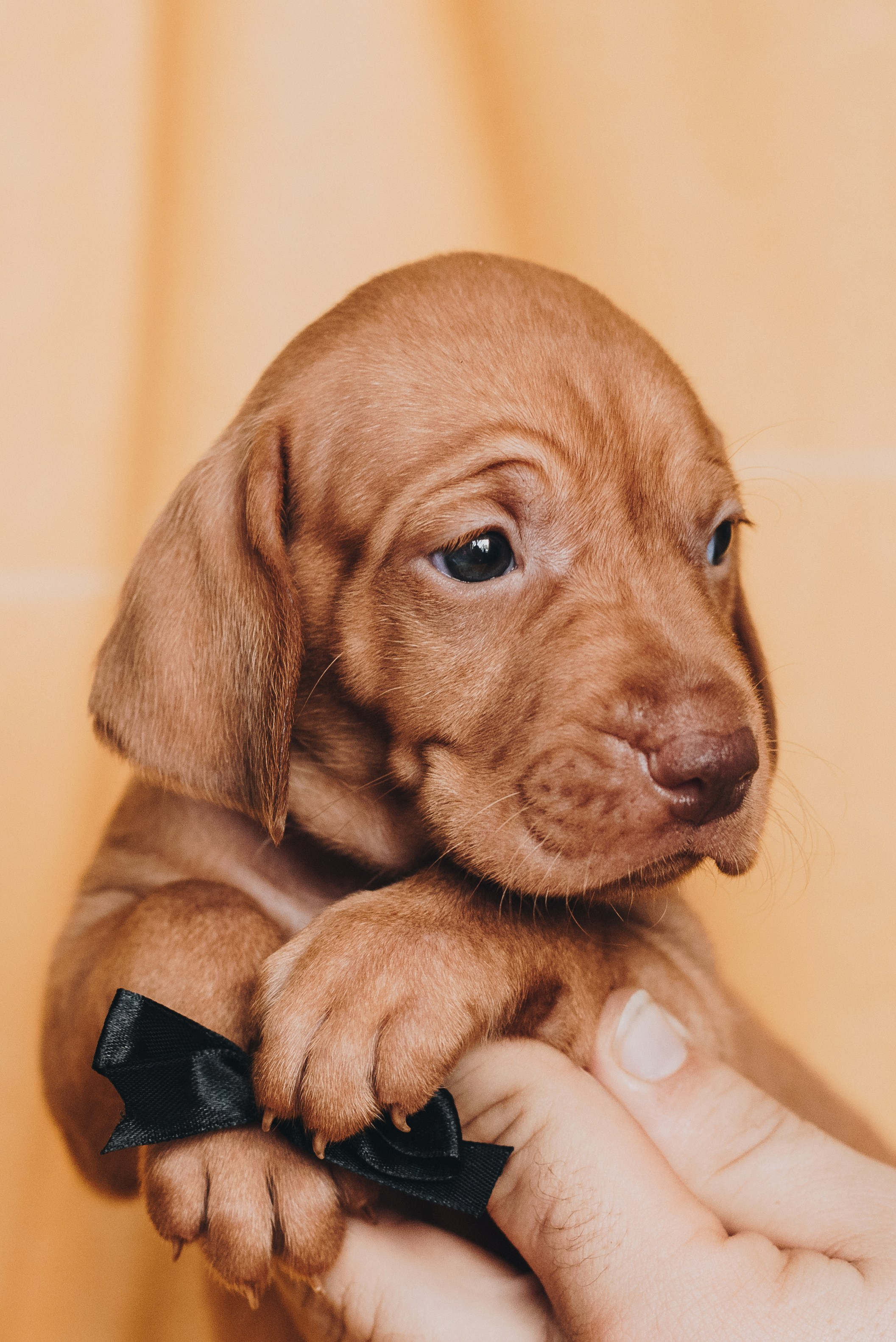 Hungarian Vizsla. Natalia Finch Photography — Family, Kids & Pet Photographer in Chicago, IL