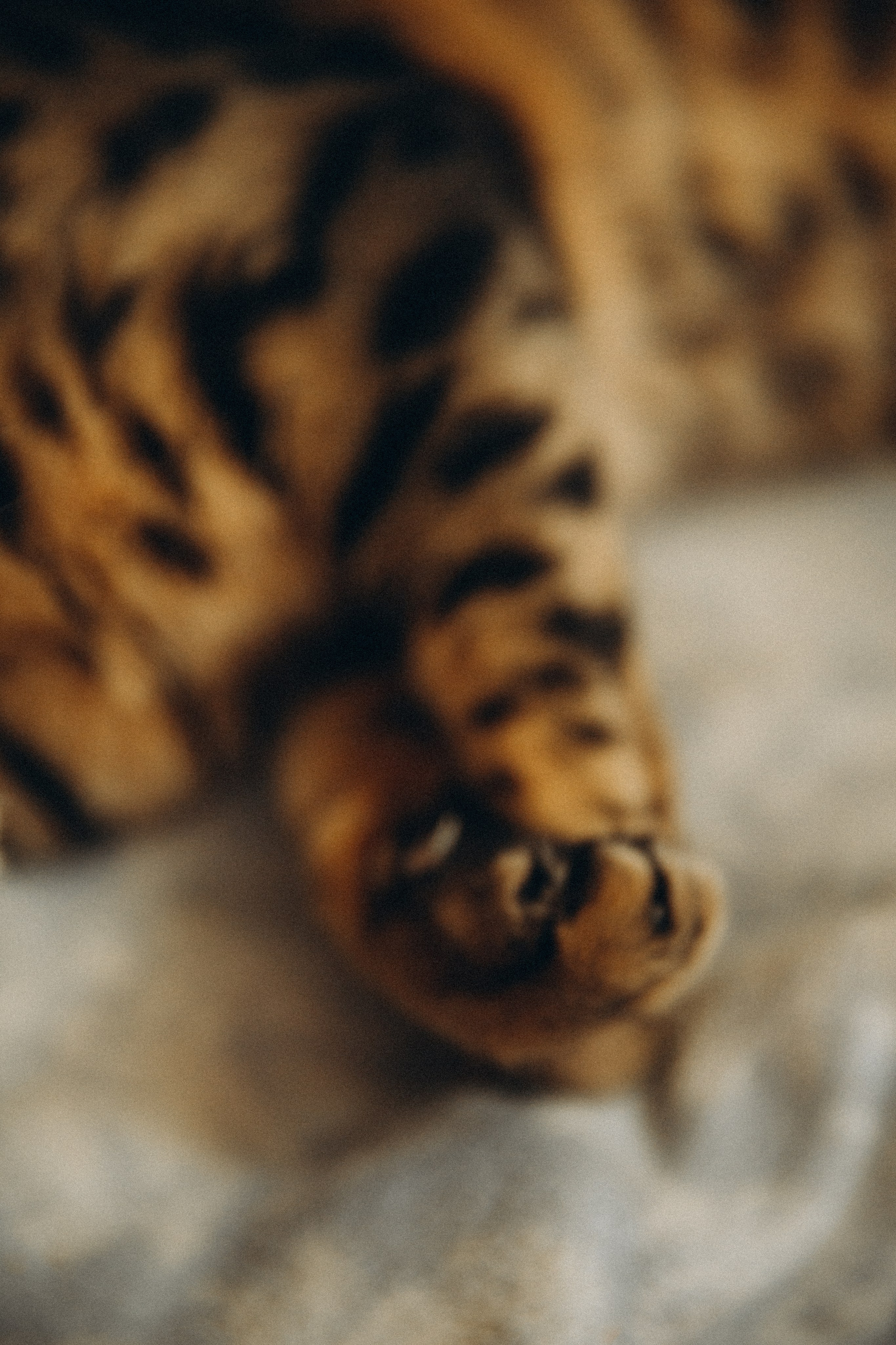 Сладкий сон. Свадебный и семейный фотограф в Саратове Виолетта Привалова