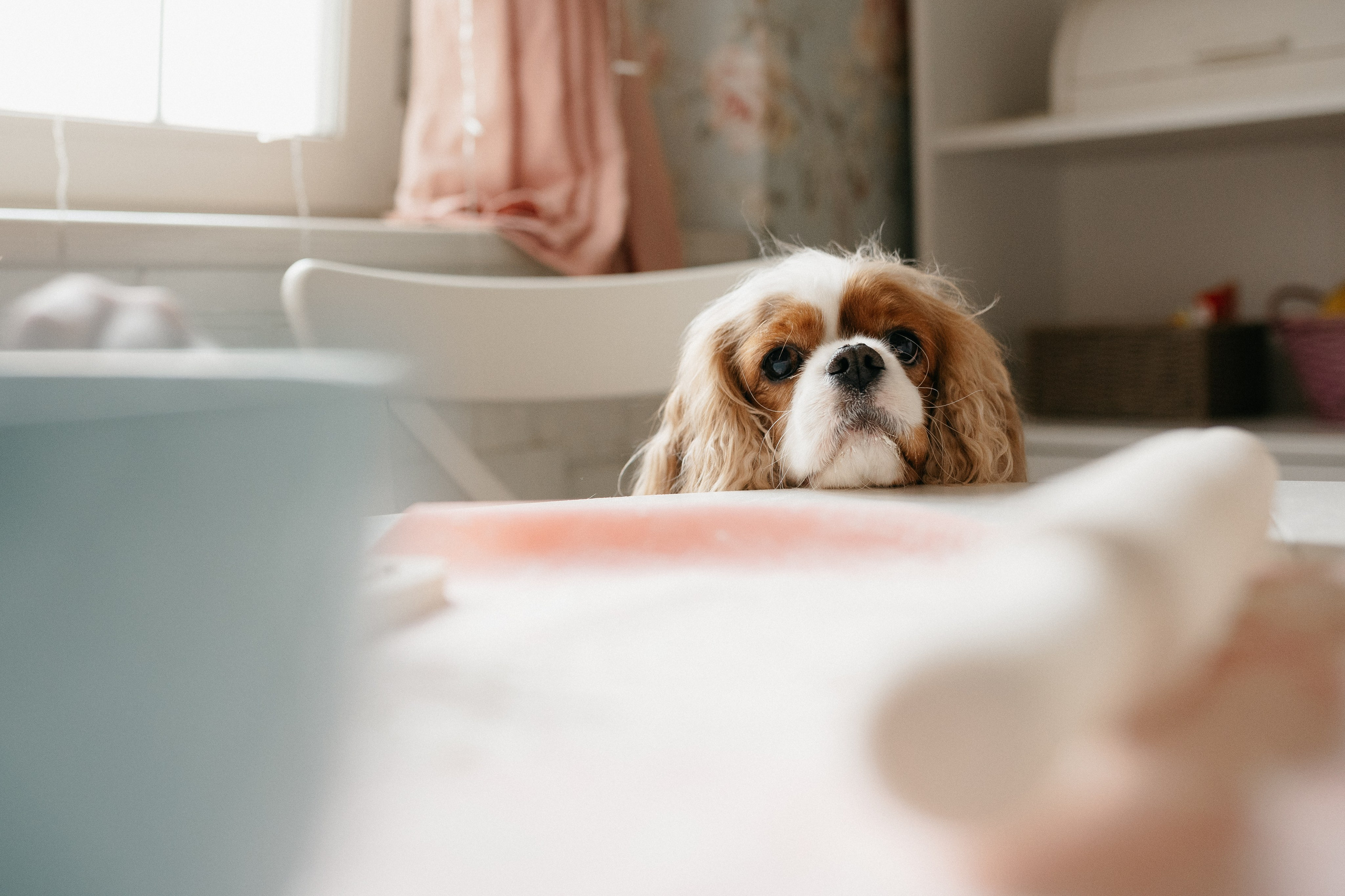 Даша, Диана, Дебби и маленькая крыска. Фотограф анималист в Москве Ольга Агушева