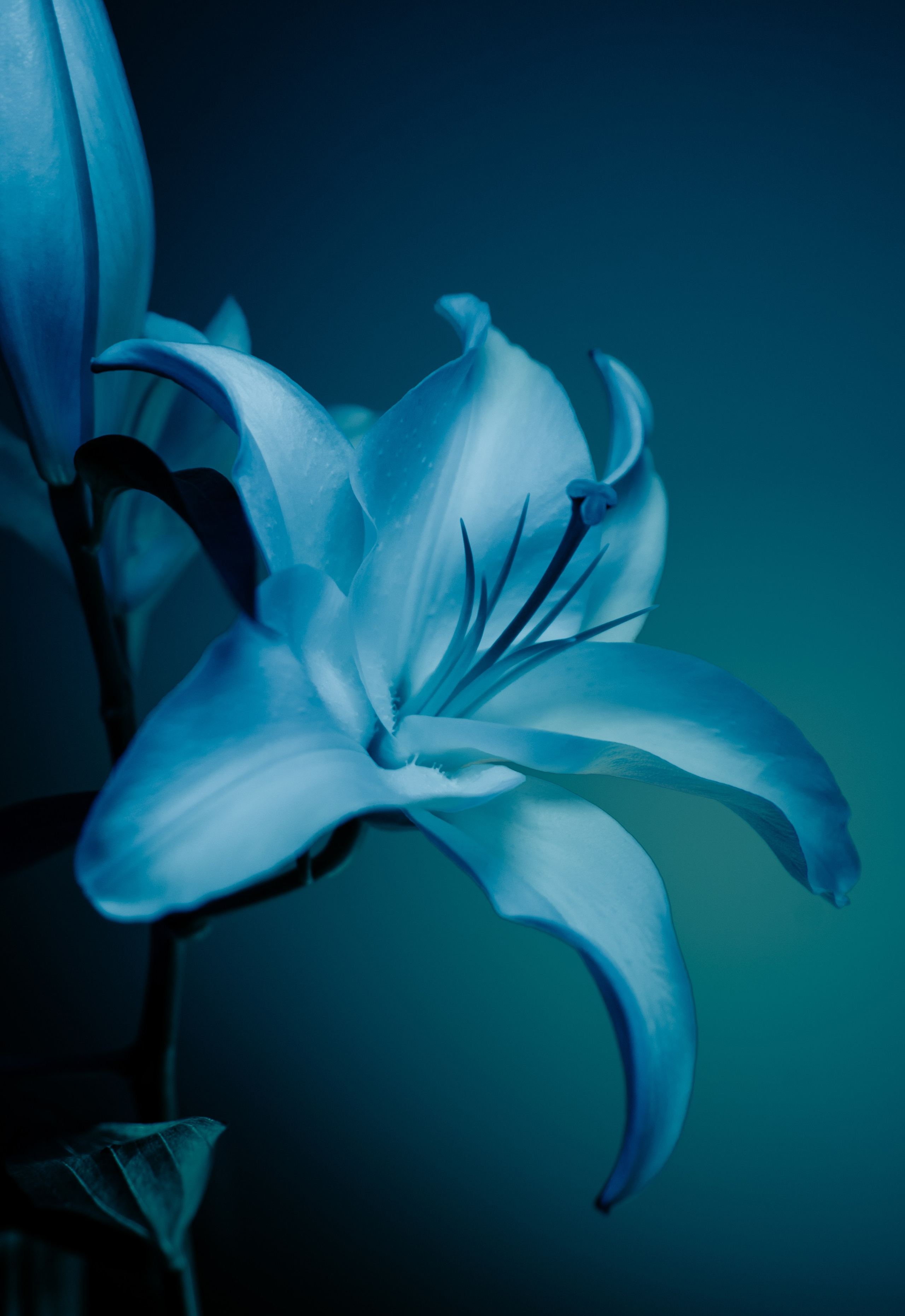 Цветы. Фотограф Алиса Аспер