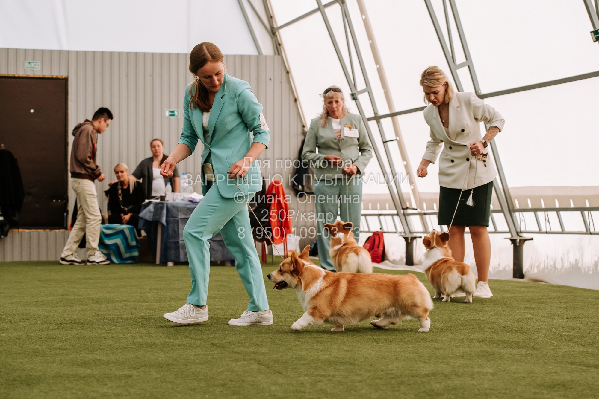 Выставка собак Красноярск 2.06. Фотограф Диана Оленина Красноярск / Братск