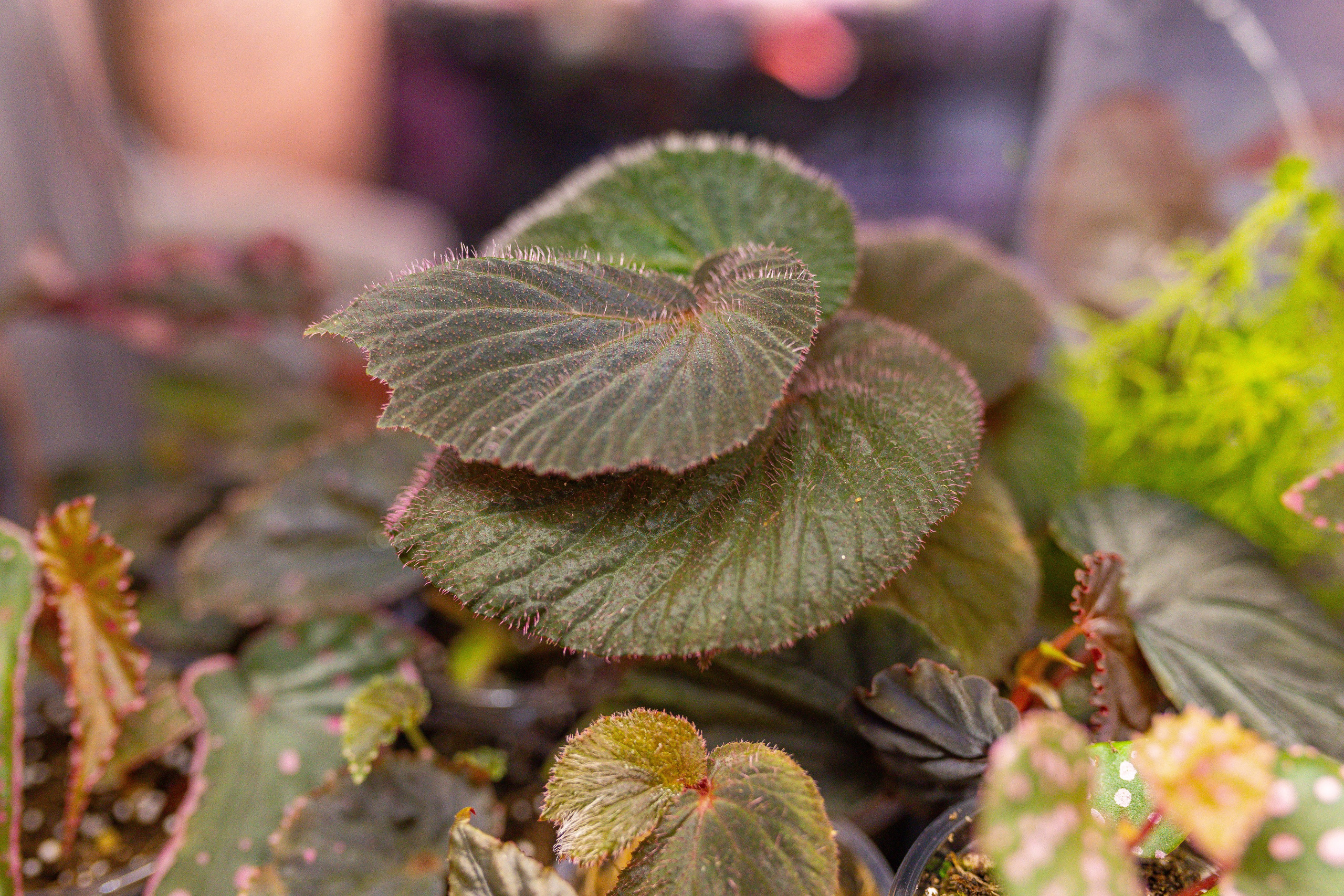 Орхидиум 12.2025. Александра Куликова фотограф, Москва