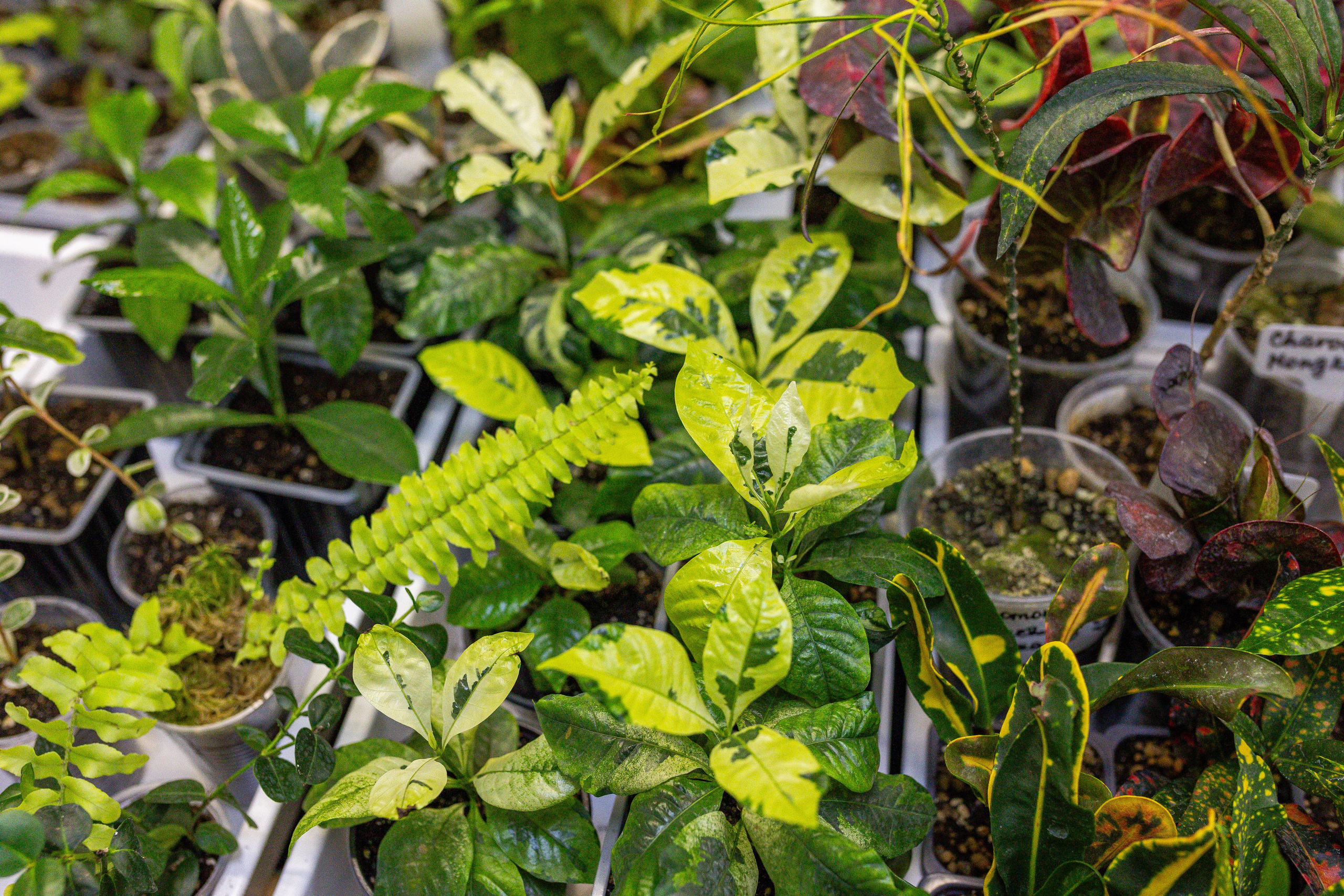 Монстериум апрель 2025. Александра Куликова фотограф, Москва