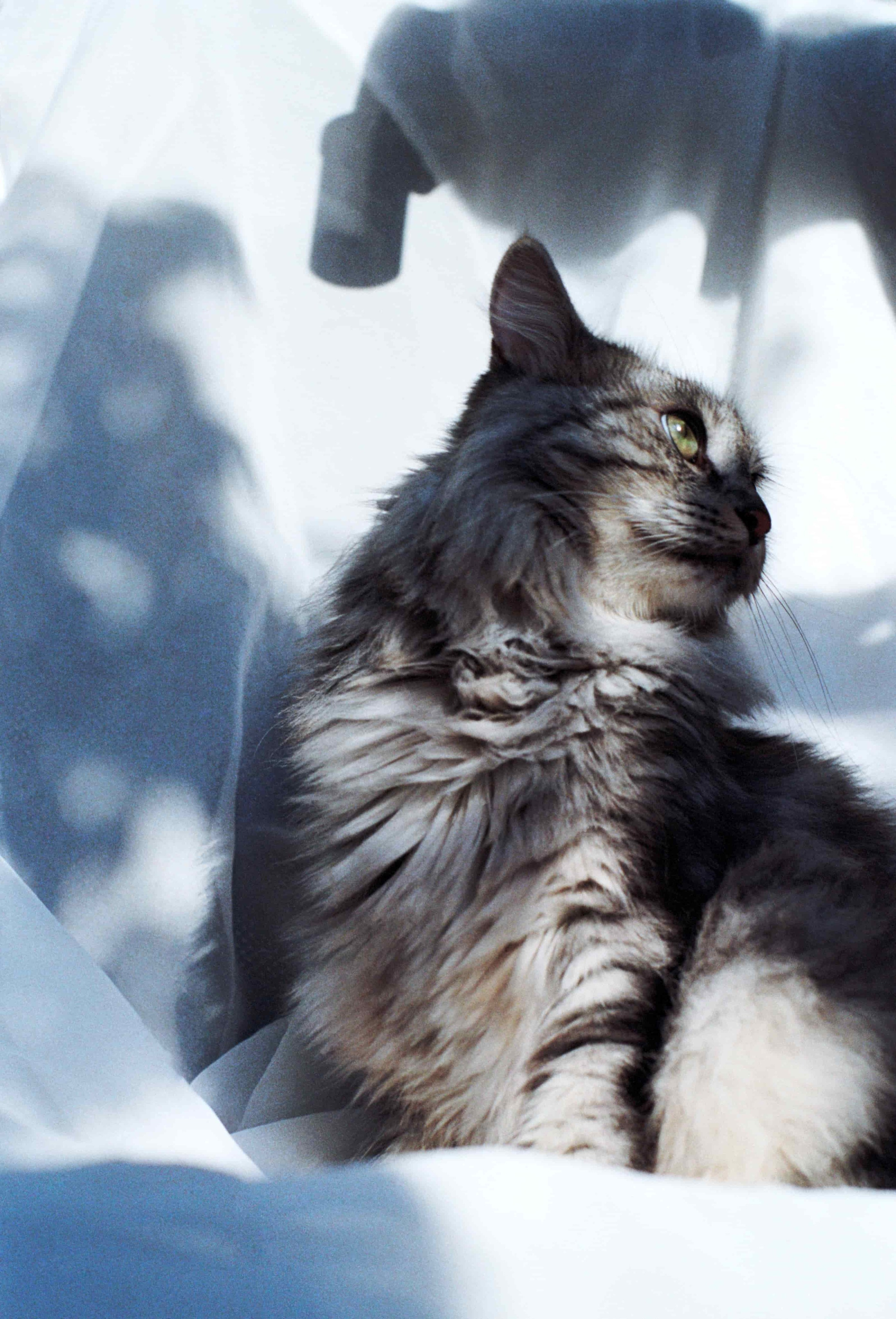 B. Стилист и плёночный фотограф Анастасия Шлокова в Санкт-Петербурге и Москве