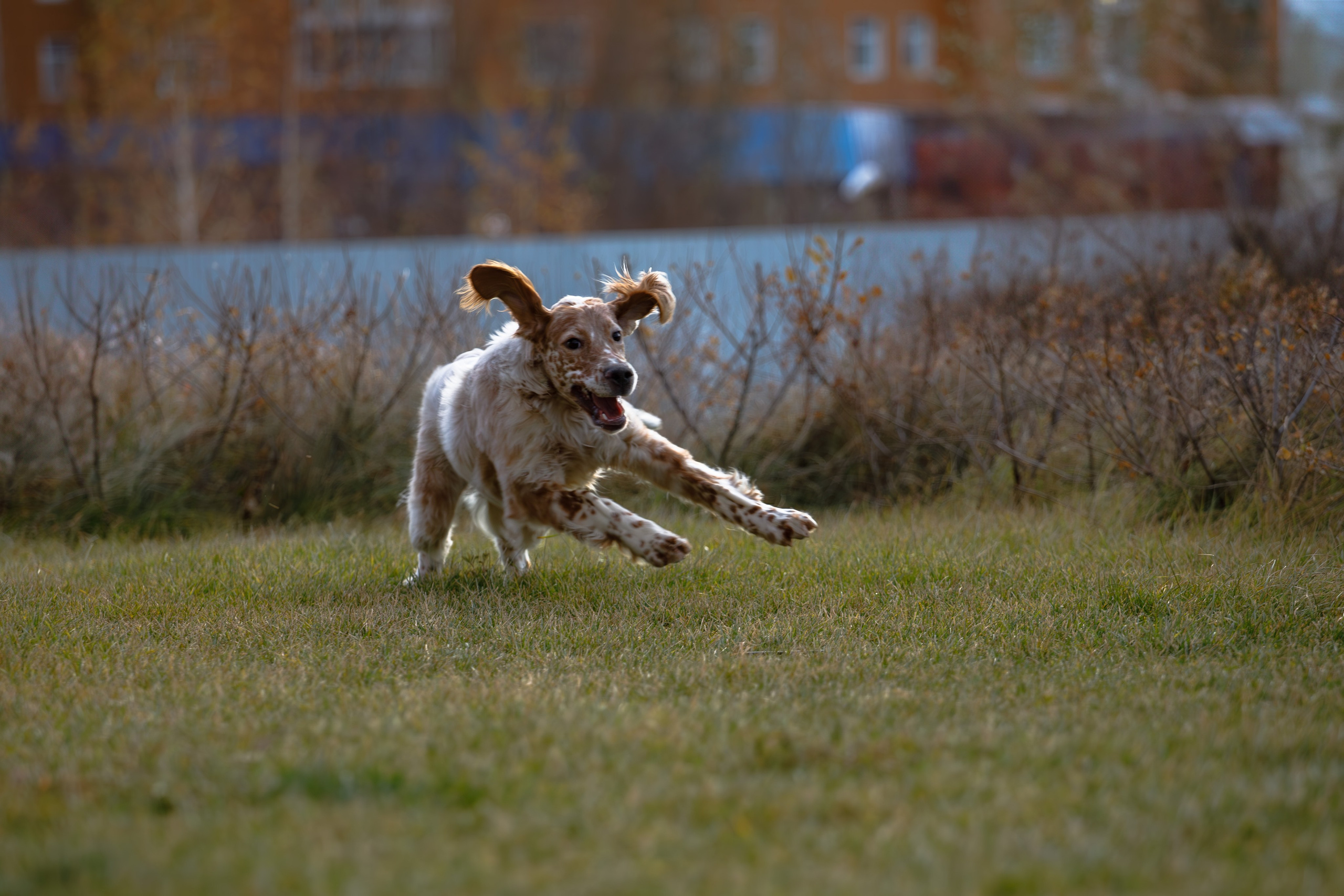 Андрей и Милан. Фотограф Екатерина Козловская