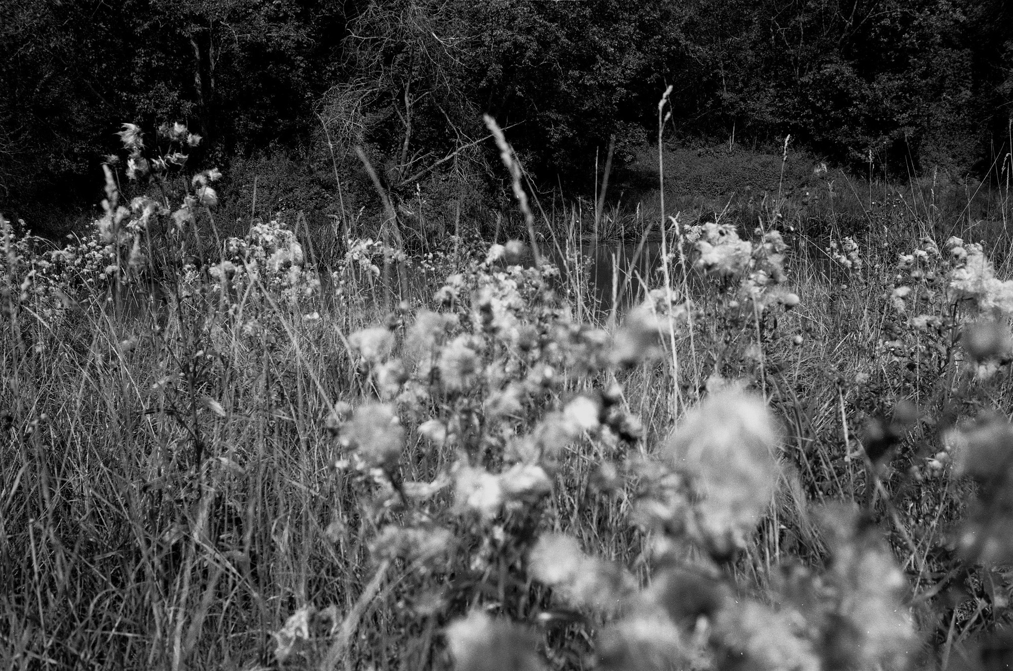 Природа. Другой Павел Поцелуев. Фотограф в 2025 году