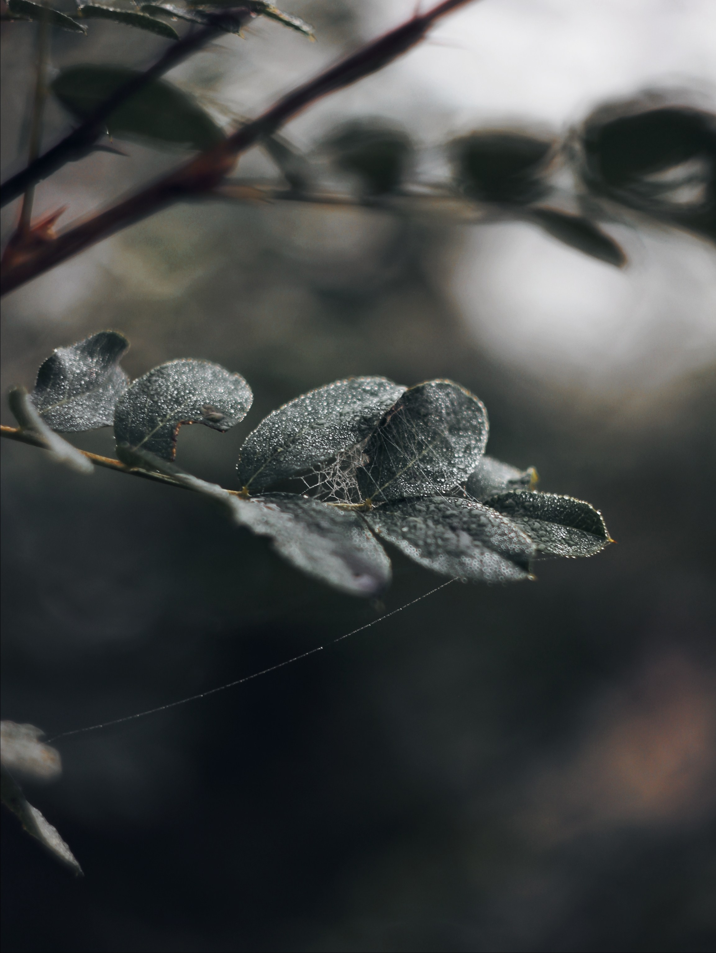 Меланхолия августа. С любовью, фотохудожник