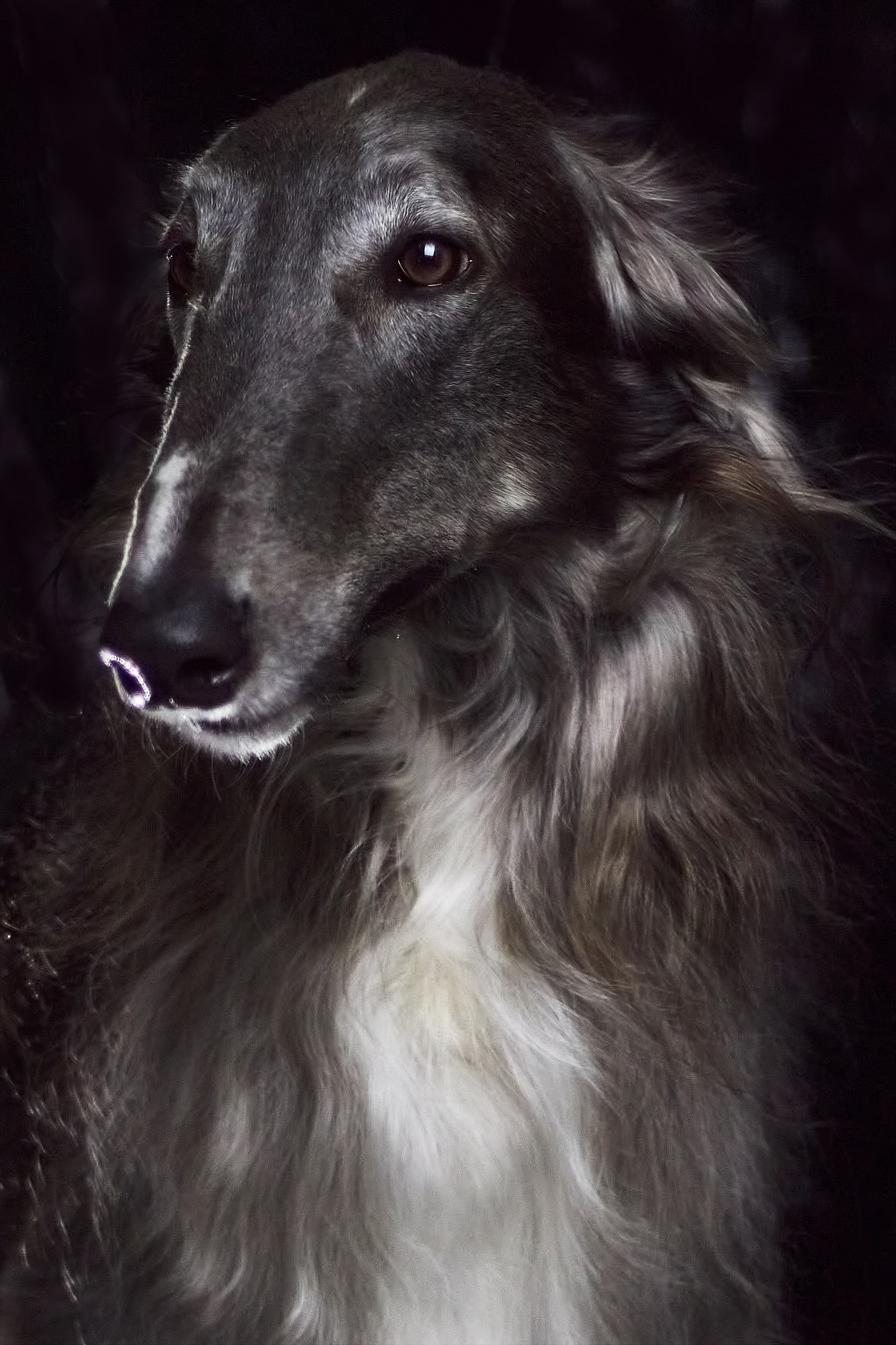 Фотосессия с животными. Фотограф анималист — Тула, Москва