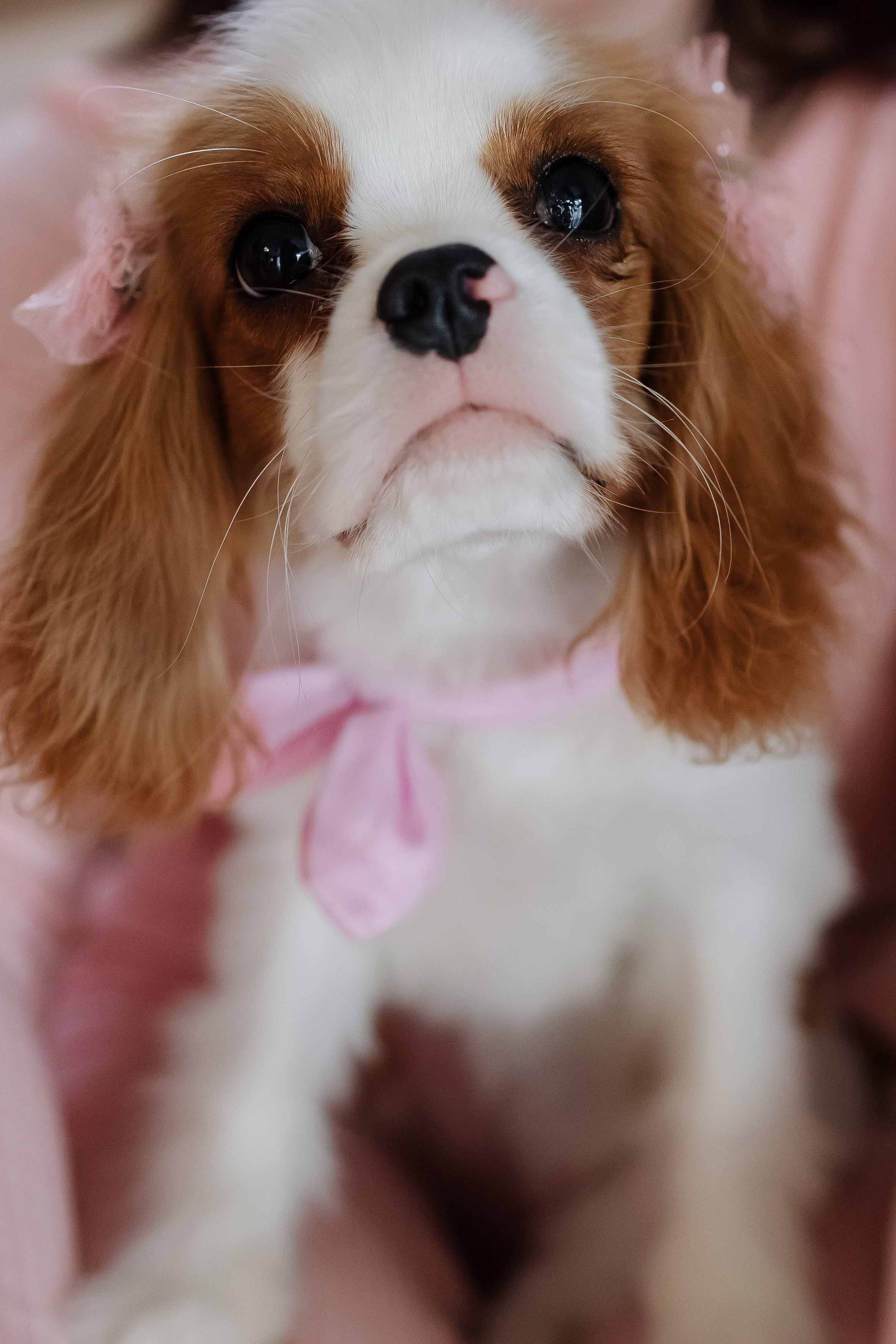 Хочу надеть купальник (Николаево). Свадебный фотограф