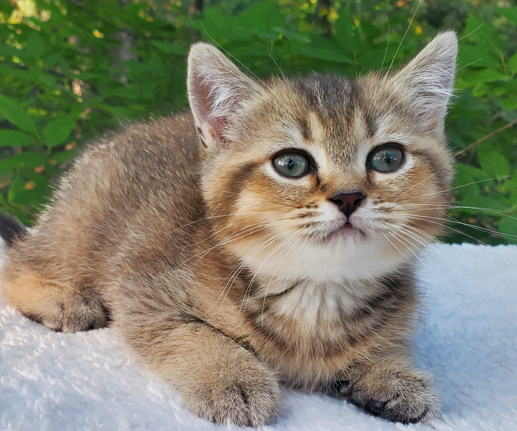 Mura, female, DB-04.07.25, sold. British shorhair Cats