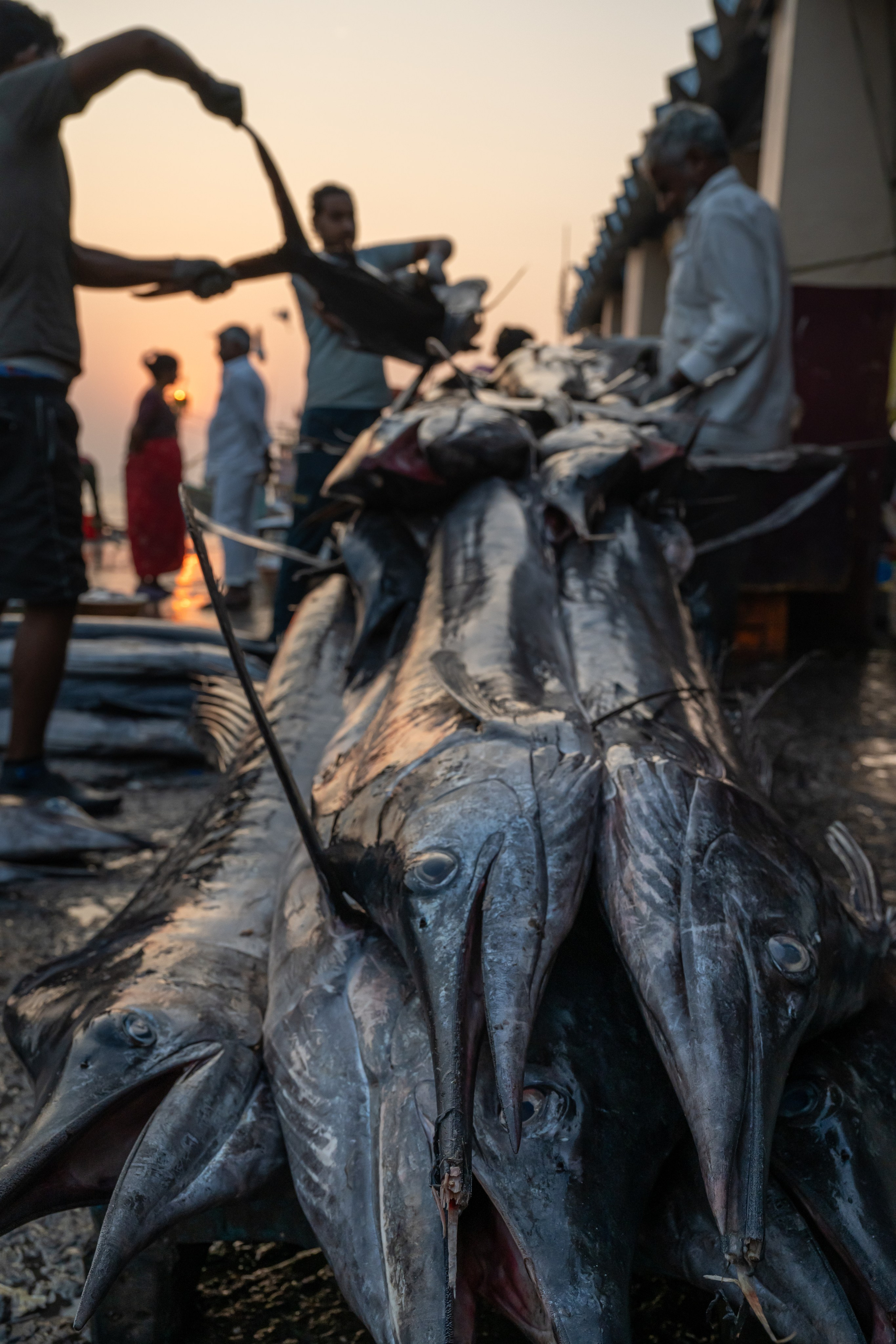 India 2024-2025. Dimitri Bakhtadze photographer