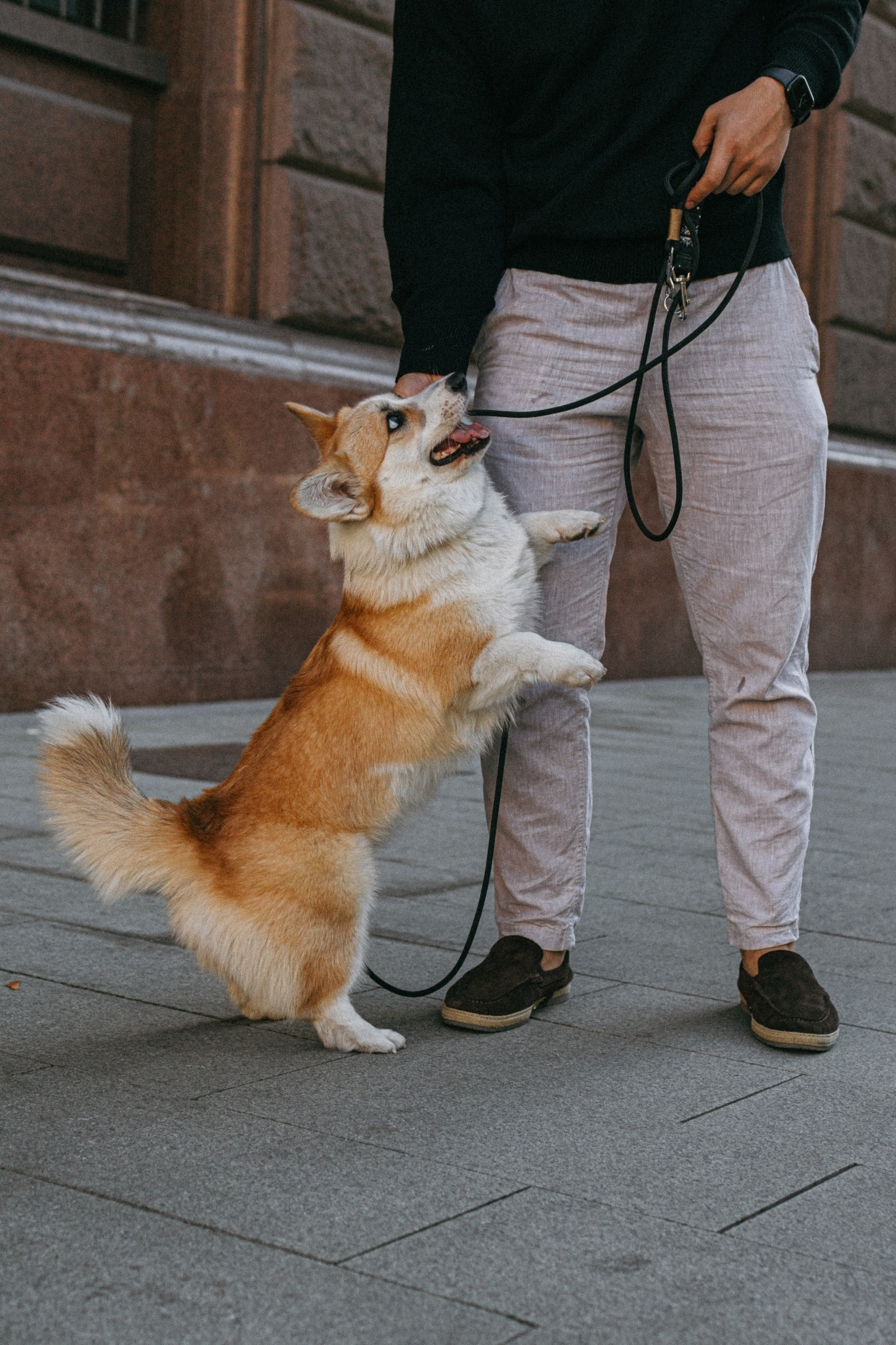 Даша, Рома и Лесли. Фотораф — анималист Мария Шистка