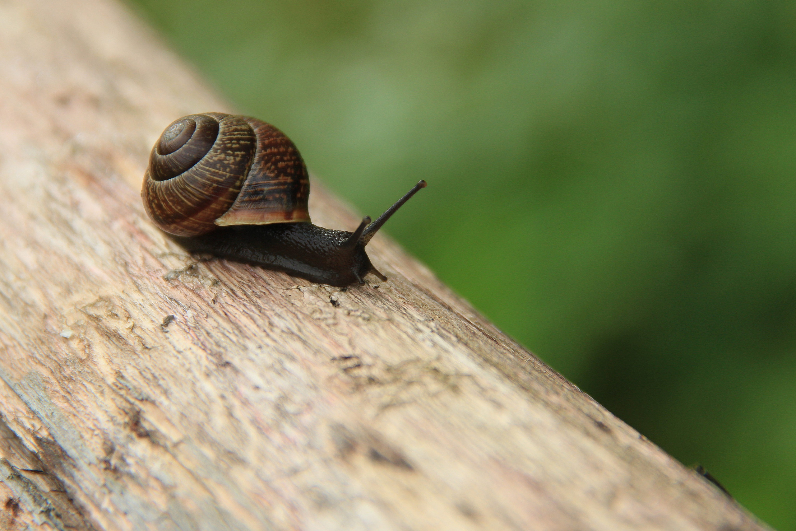 Природа. Животные. Фотограф в Санкт-Петербурге Александр Костюнин