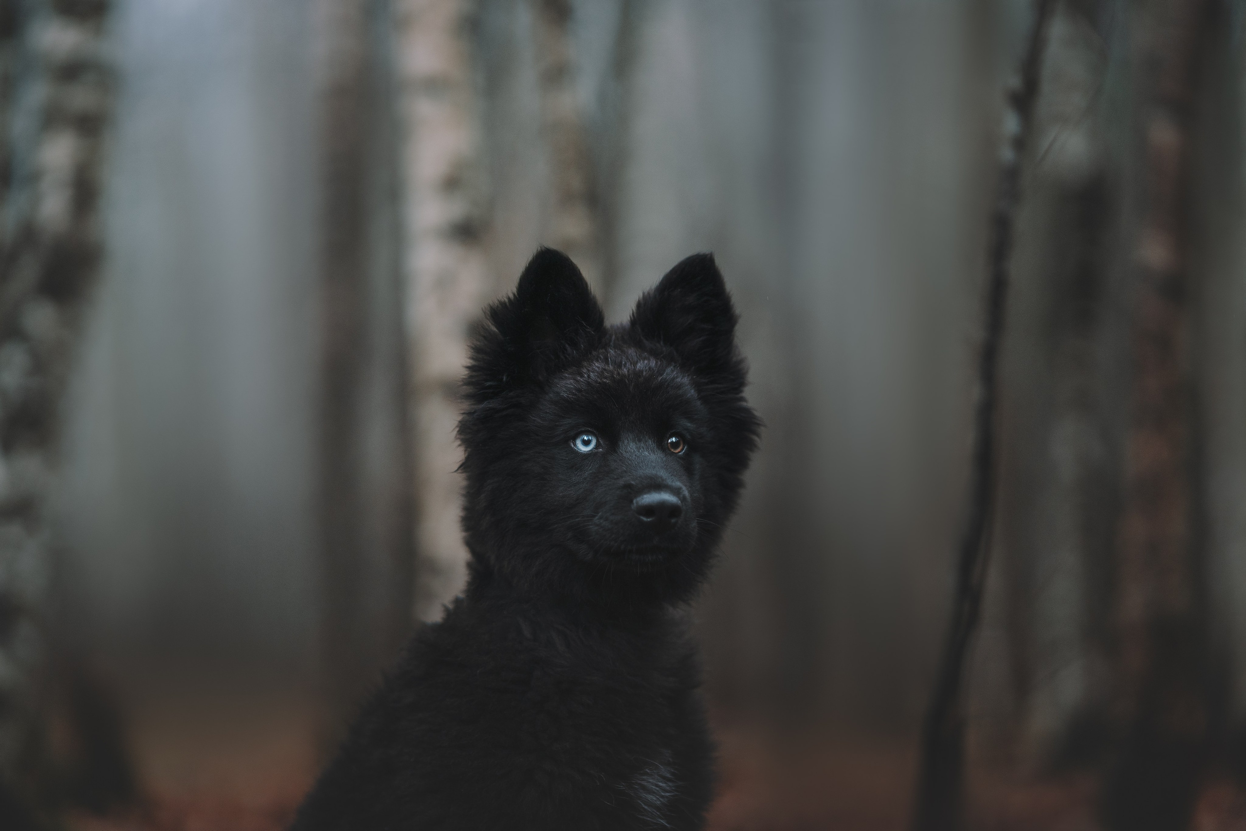 Джанго. Фотограф анималист Осипчикова Мария