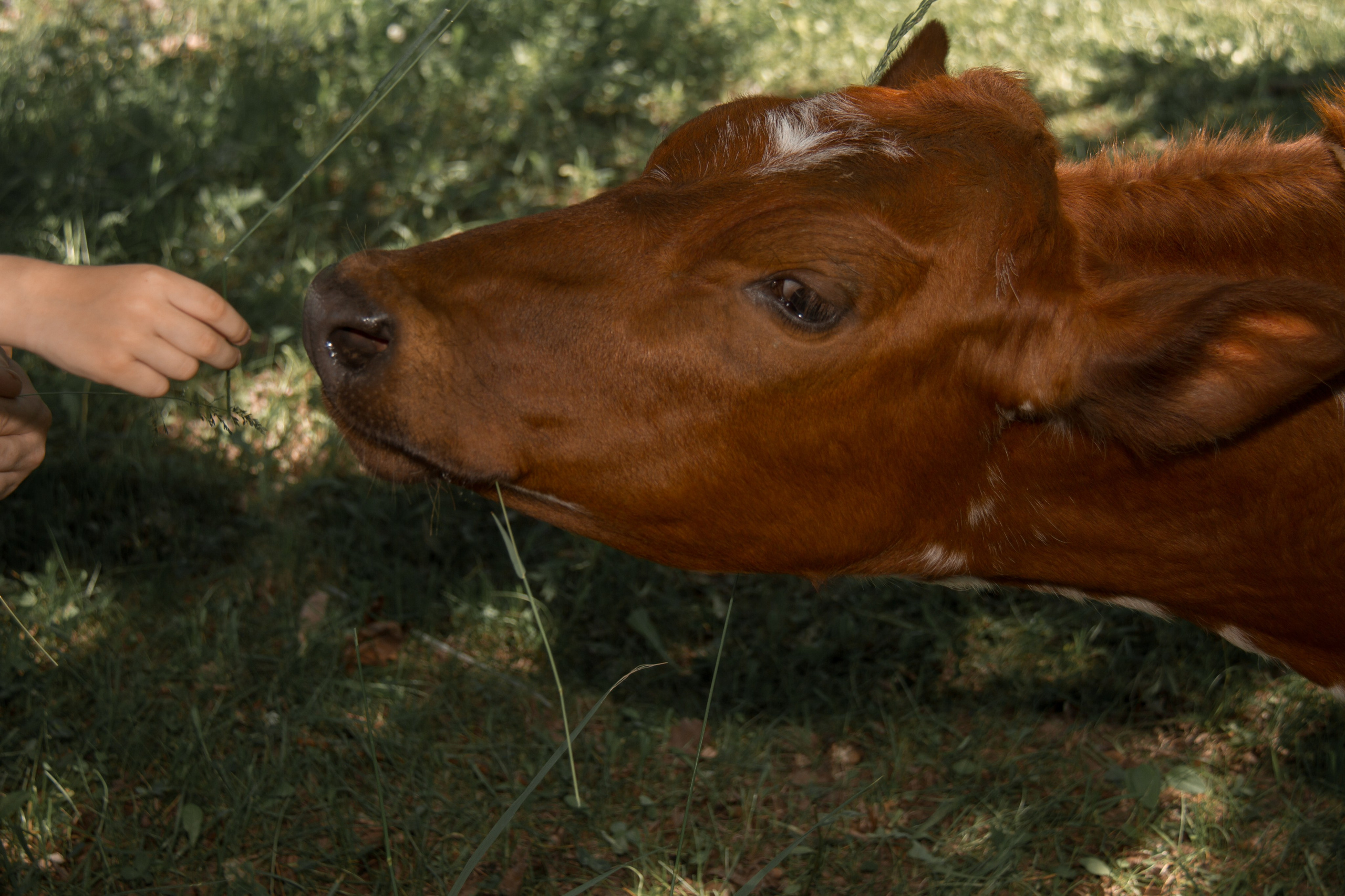 Семейная съёмка в Петергофе. Свадебный, семейный и контент фотограф в Санкт- Петербурге Елена Грие