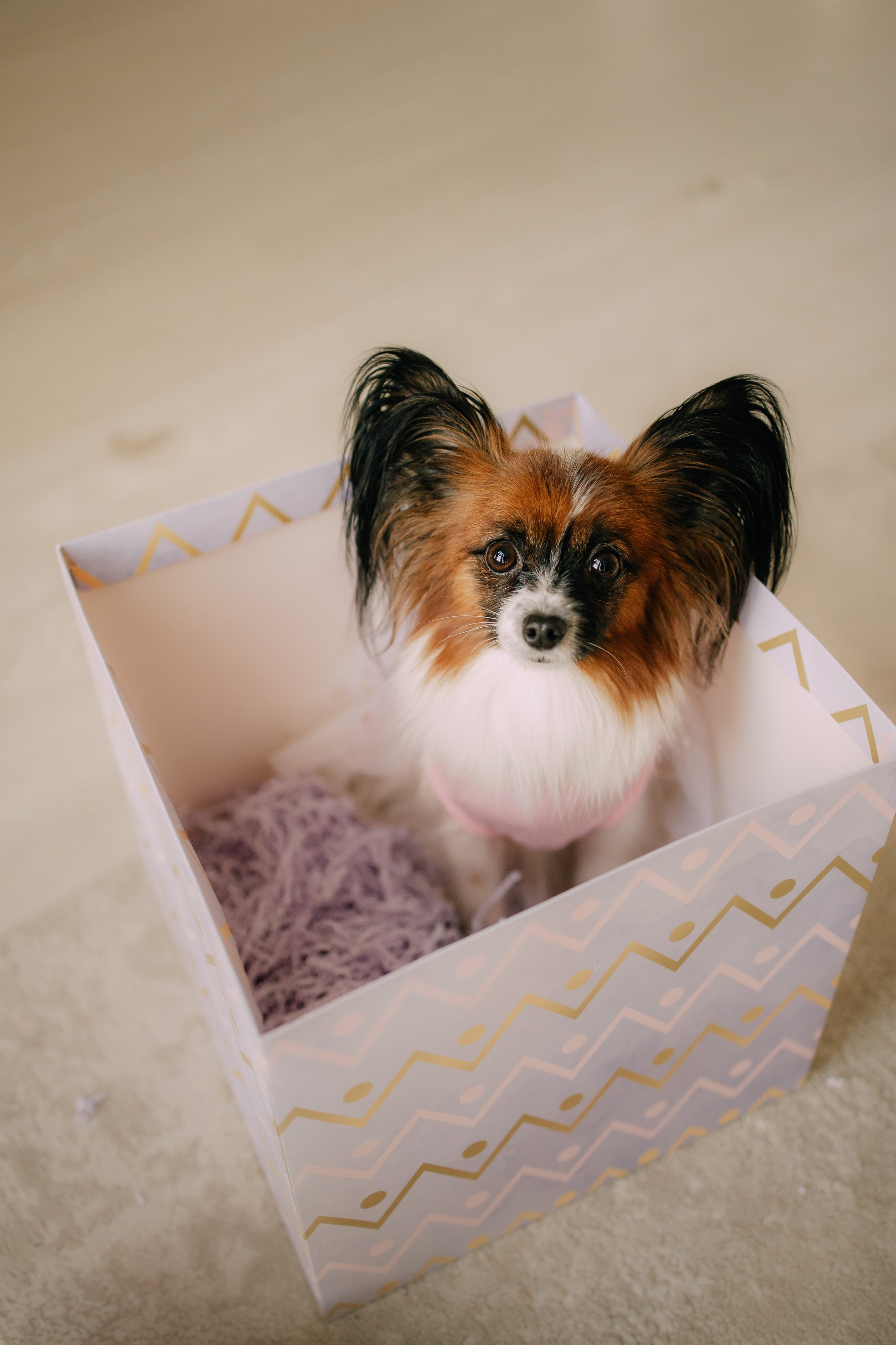 Султан, Мэй Мэй и Шанталь и их семья