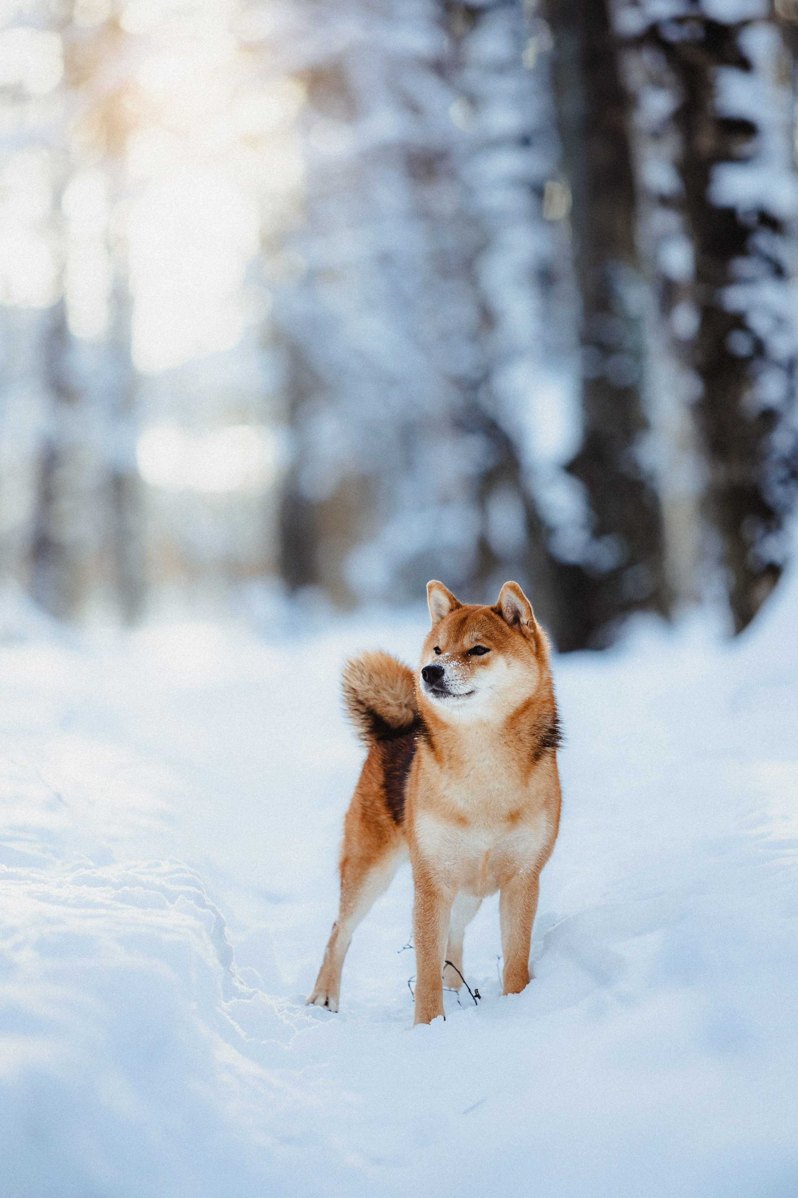 Шед, Цири и Ира