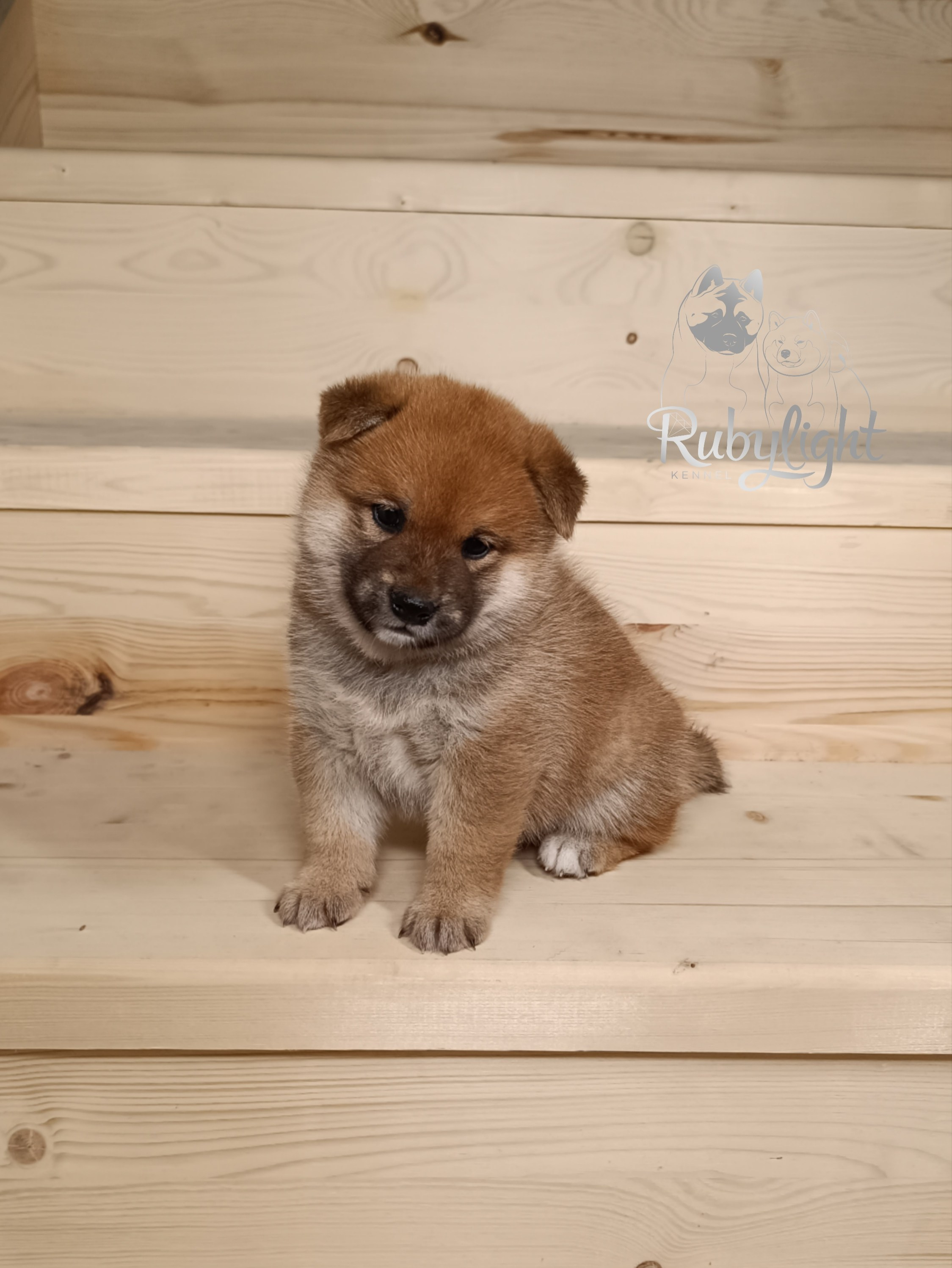 Сиба Rubylight Everest питомник Рубилайт 