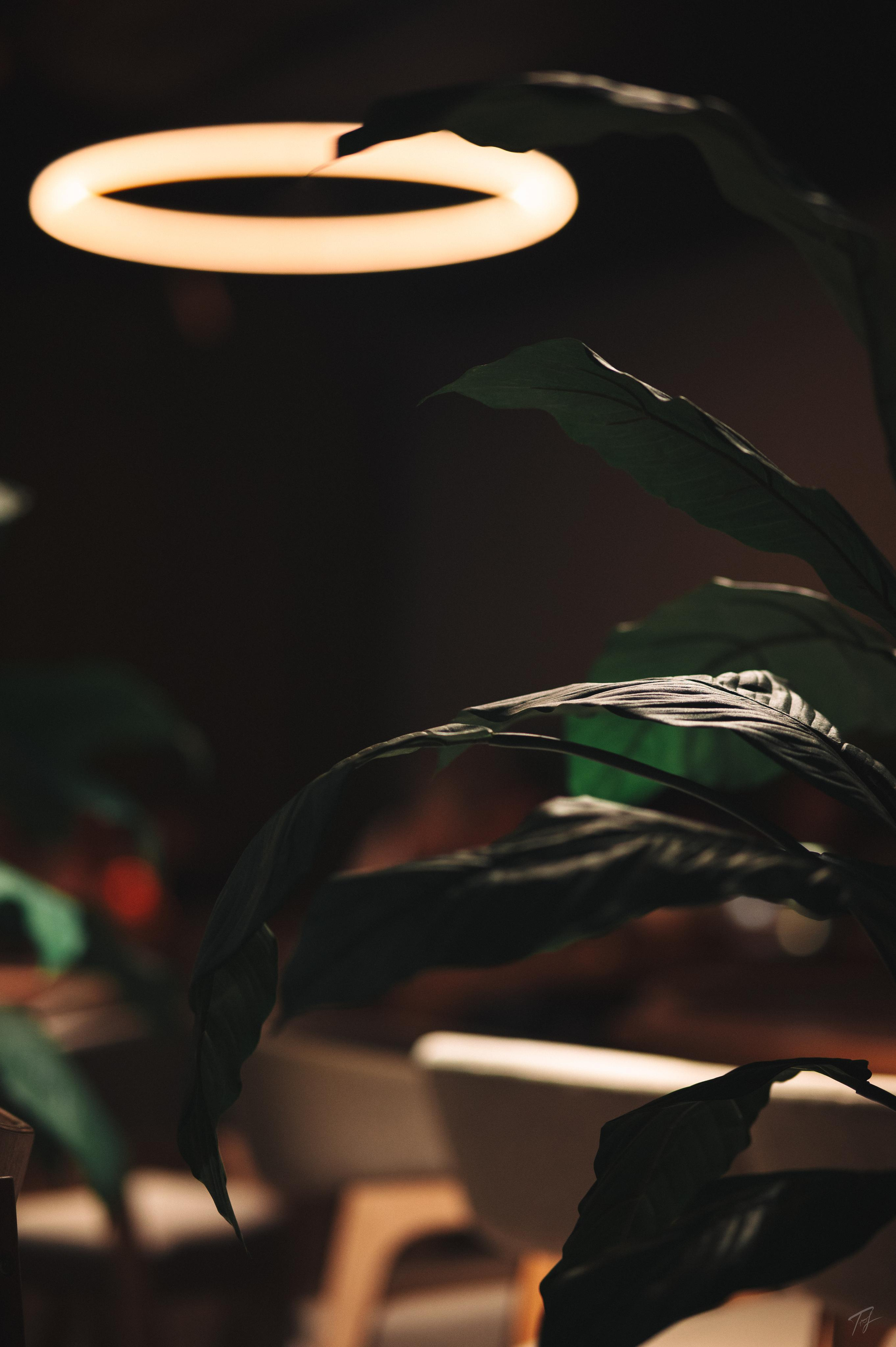 SANDRO. RESTO-BAR. Производство фото и видео