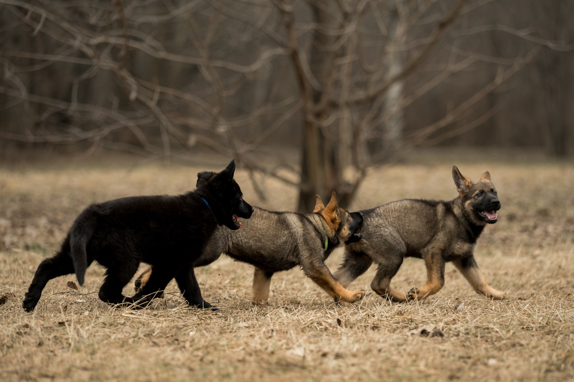 Щенки. Фотограф — анималист Тигунова Мария г. Москва
