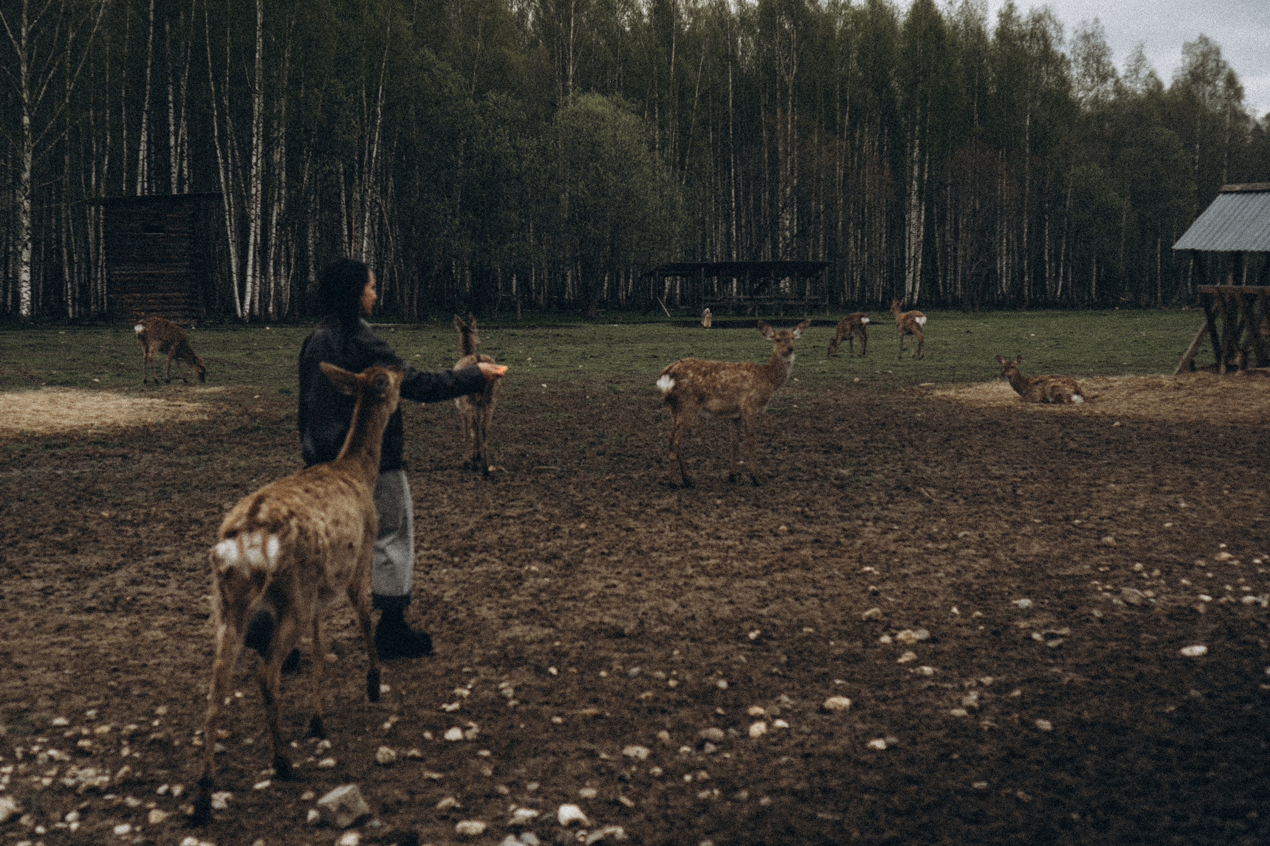 ОЛЕНЬЯ ФЕРМА В ТВЕРИ. Профессиональный фотограф, Санкт-Петербург — Виктория Богомолова