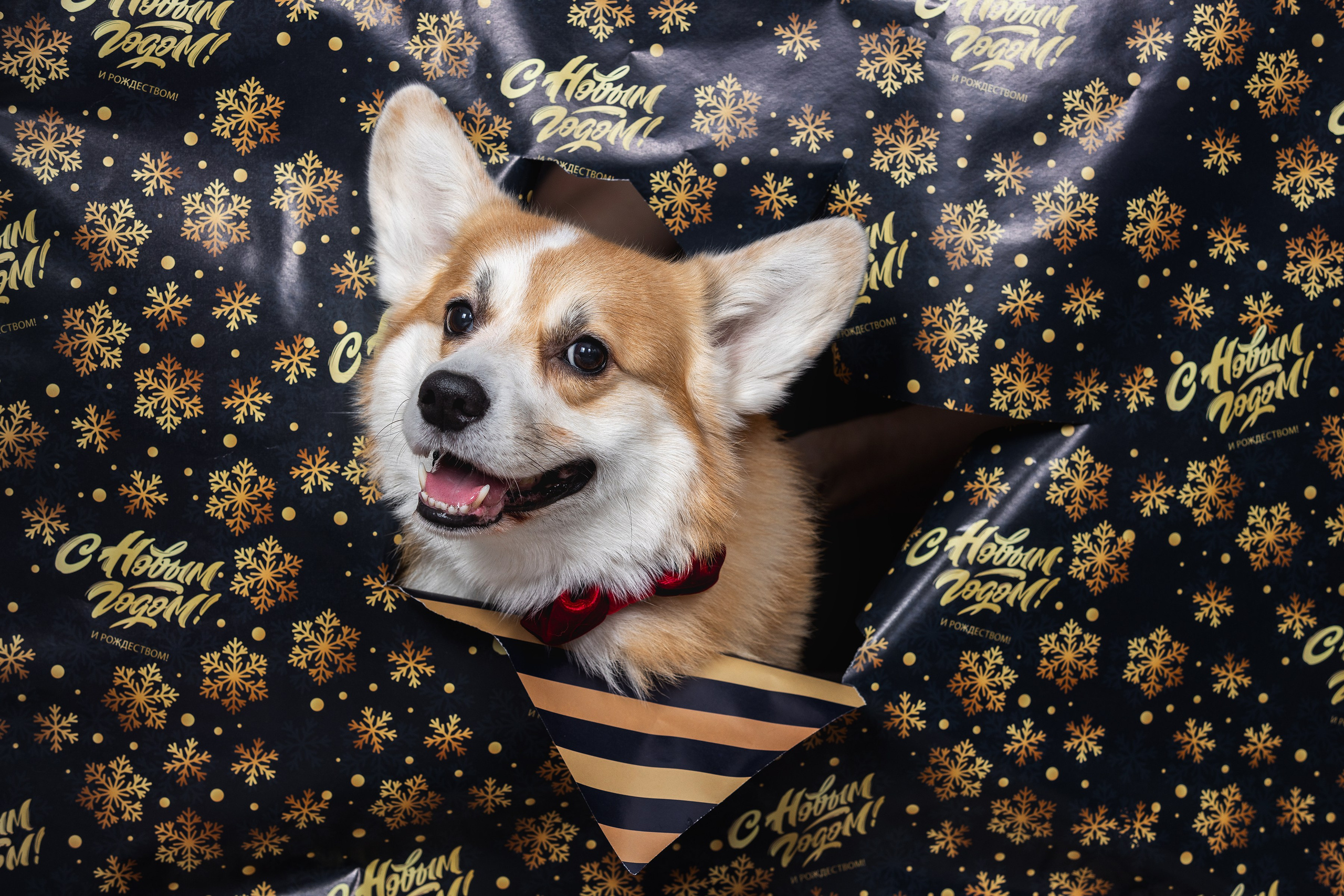 Собаки и не только. Фотограф Алена Звездина