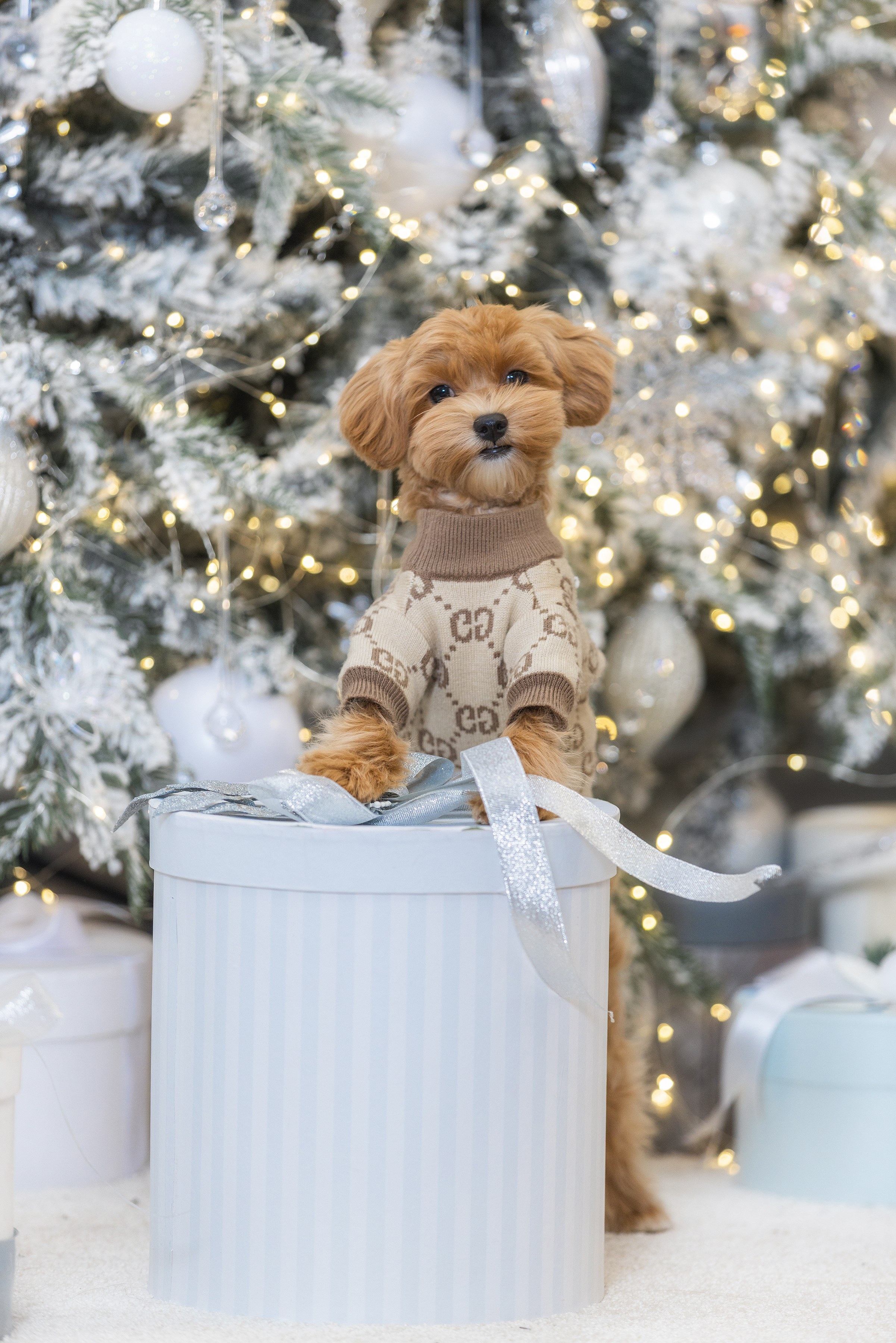 Хвостатый Новый Год. Фотограф Алена Звездина