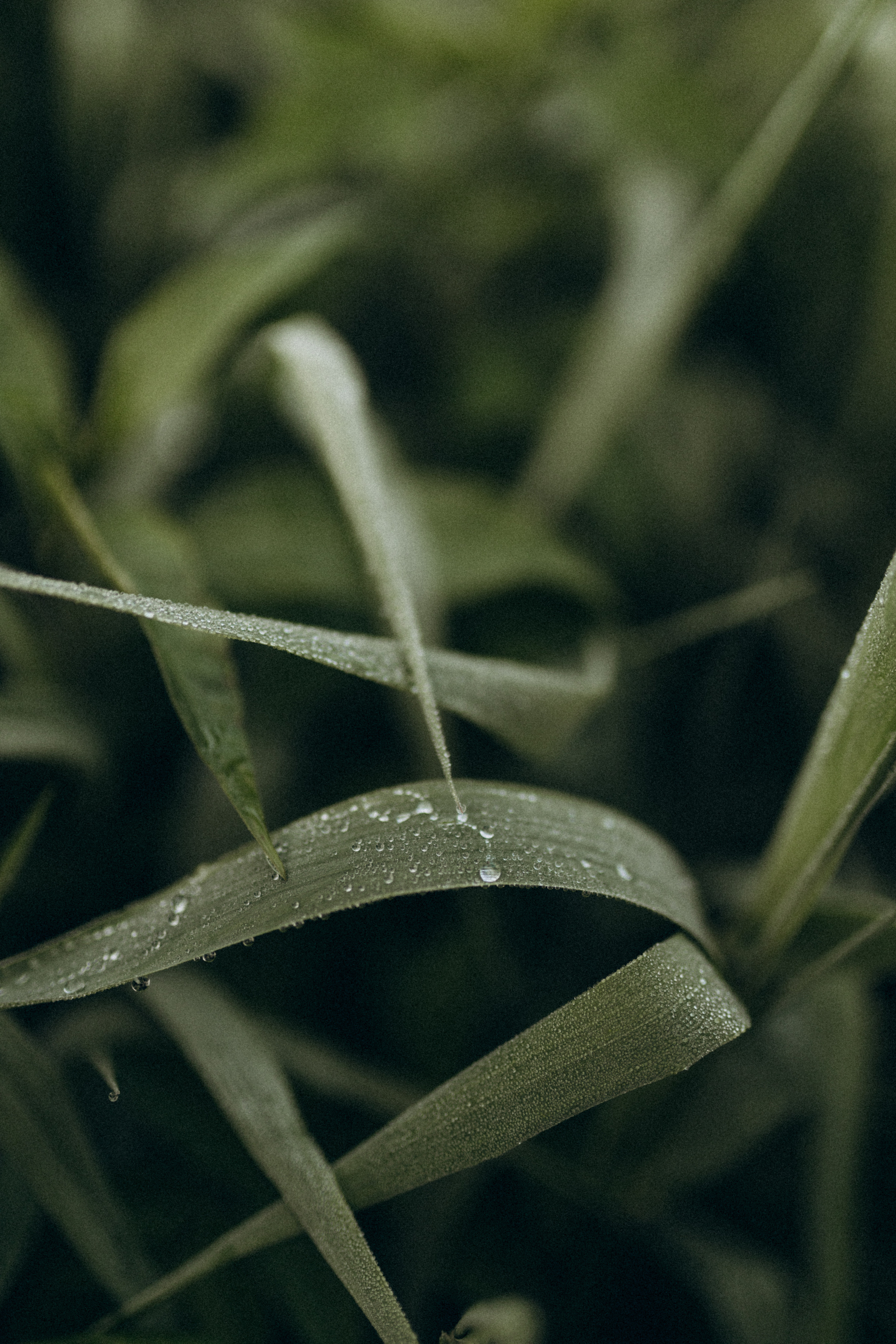 Лера & Слава. Фотограф НОГИНСК, Москва, Анастасия Белая