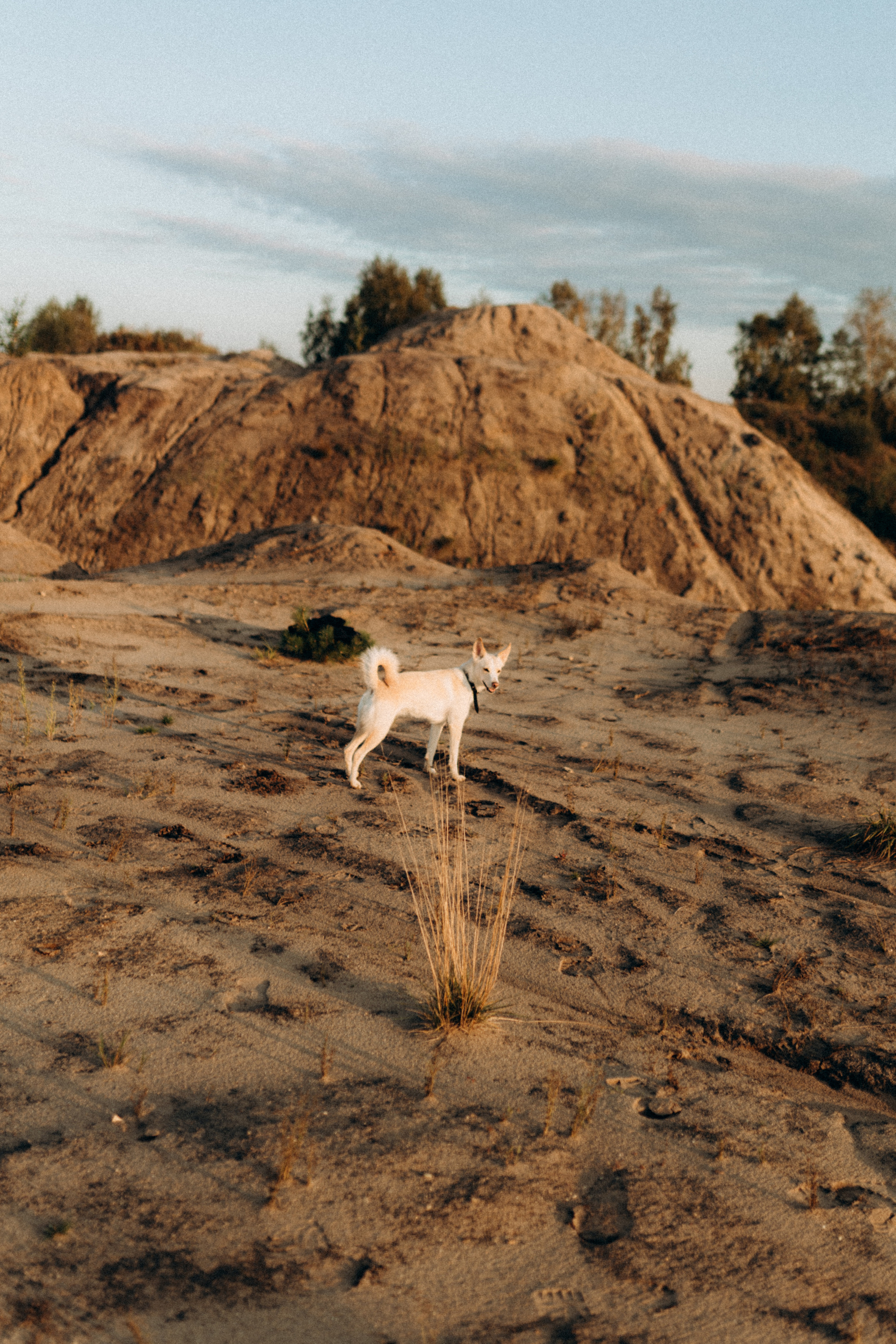 Диана & Айси. Фотограф НОГИНСК, Москва, Анастасия Белая