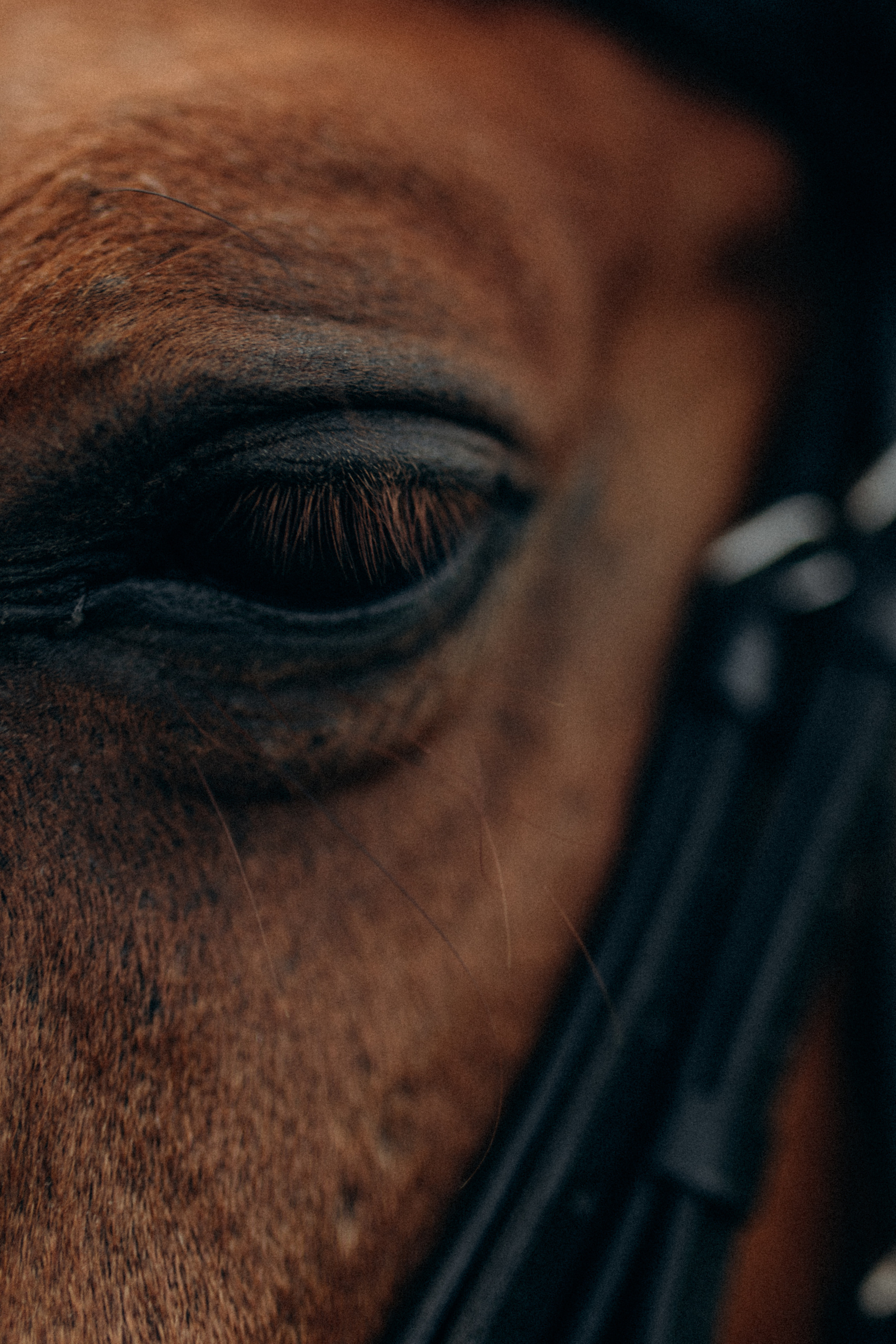 Эля. Фотограф НОГИНСК, Москва, Анастасия Белая