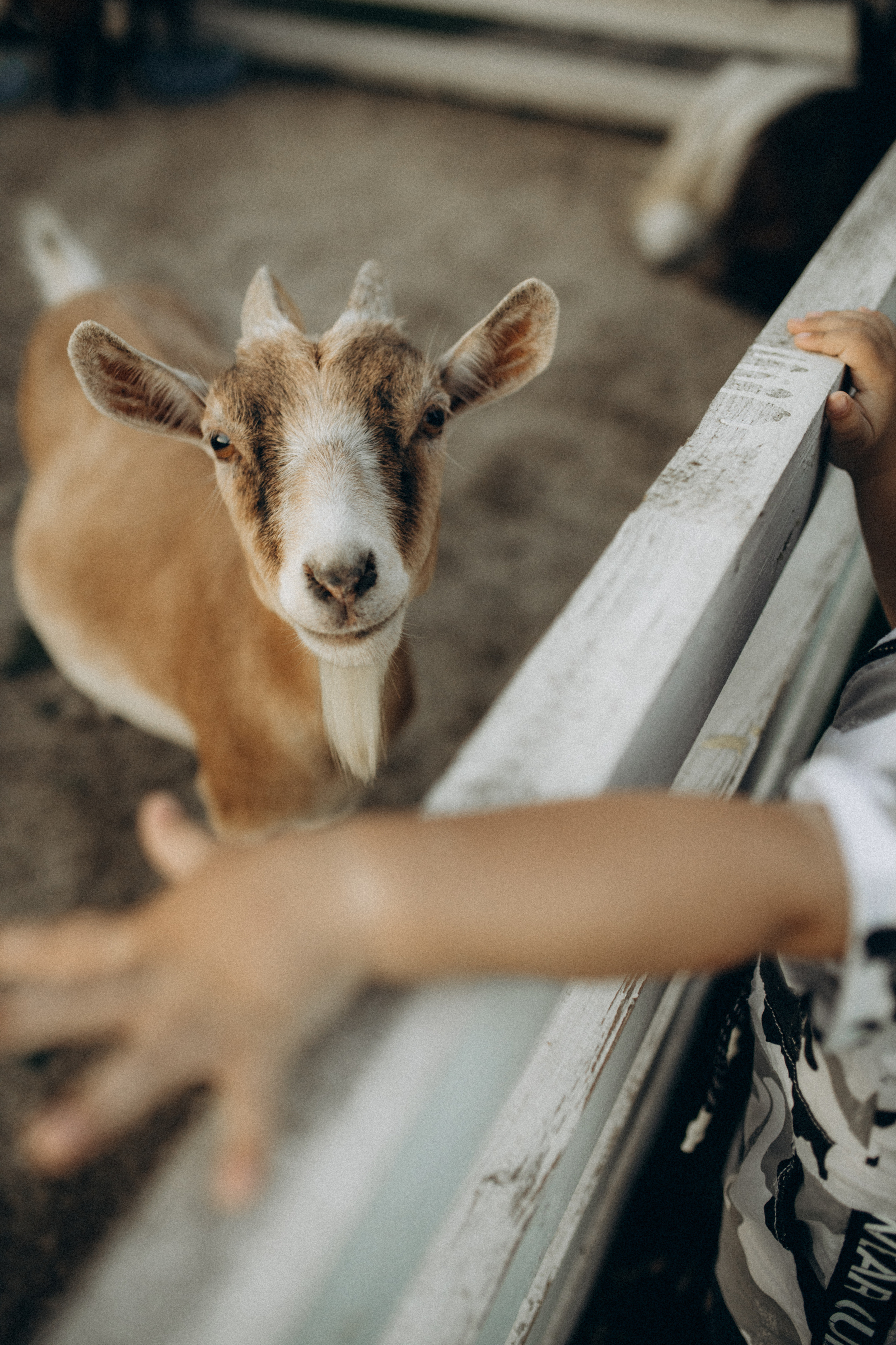Серёжа, Настя, Антон. Фотограф НОГИНСК, Москва, Анастасия Белая