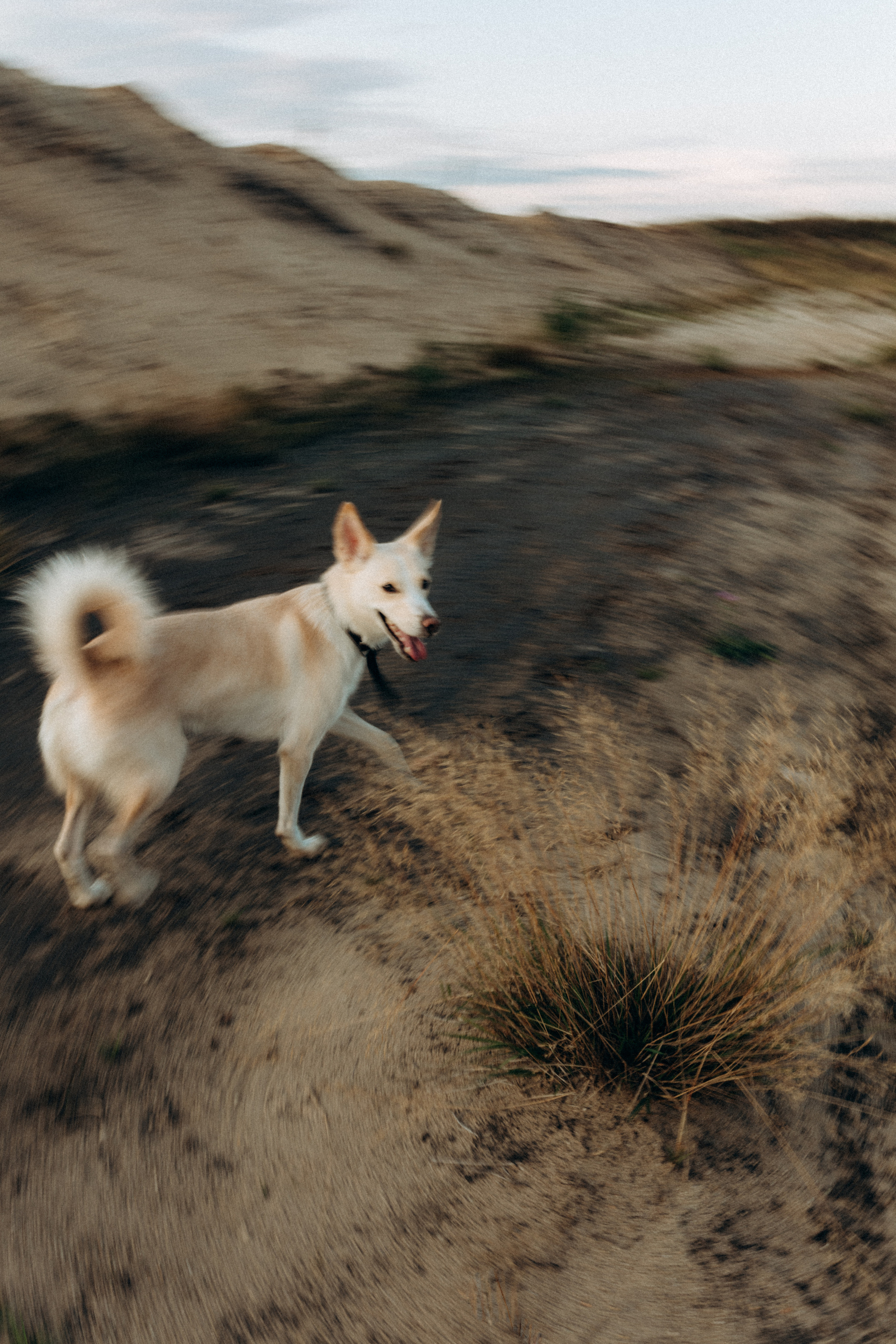 Диана & Айси. Фотограф НОГИНСК, Москва, Анастасия Белая