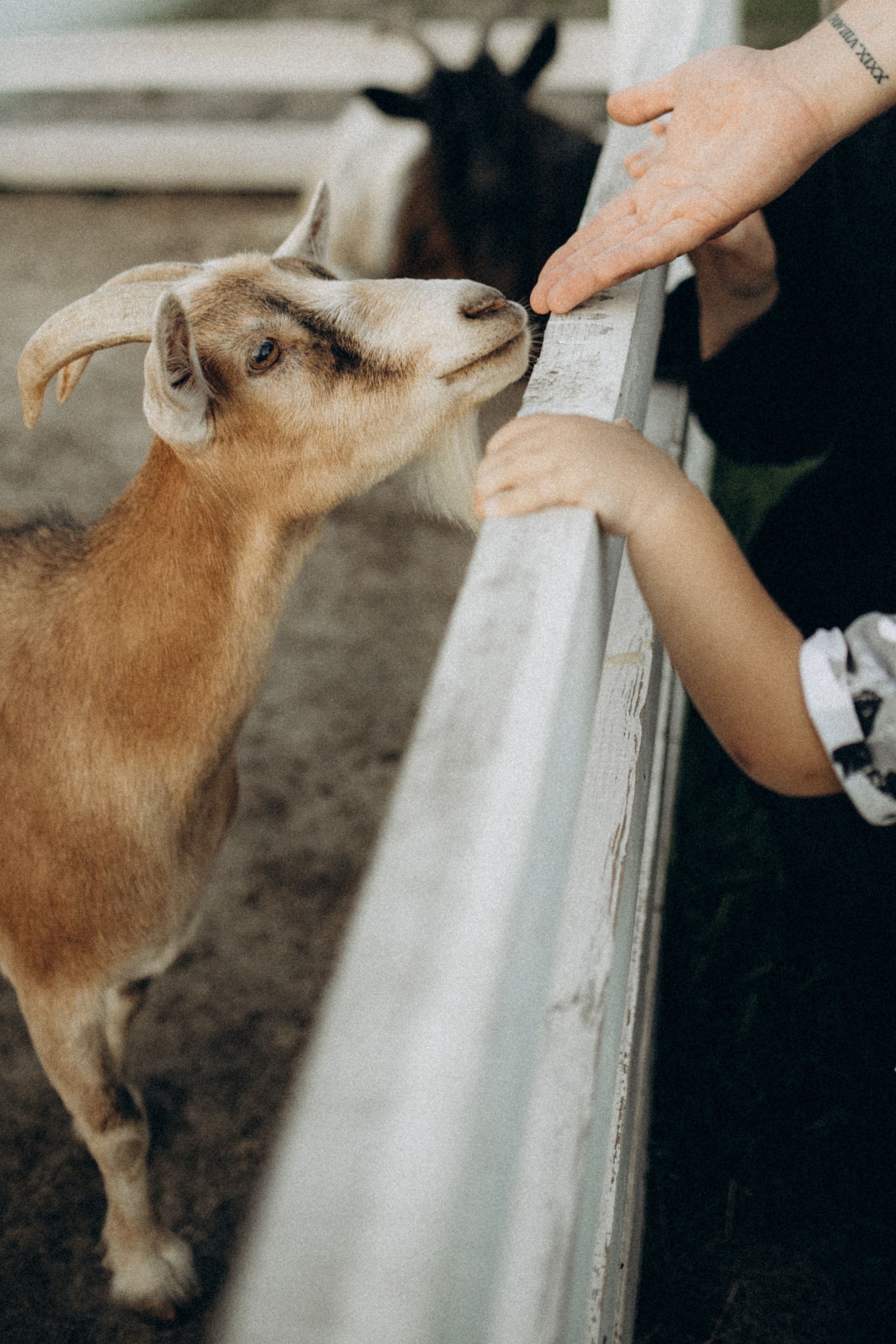 Серёжа, Настя, Антон. Фотограф НОГИНСК, Москва, Анастасия Белая