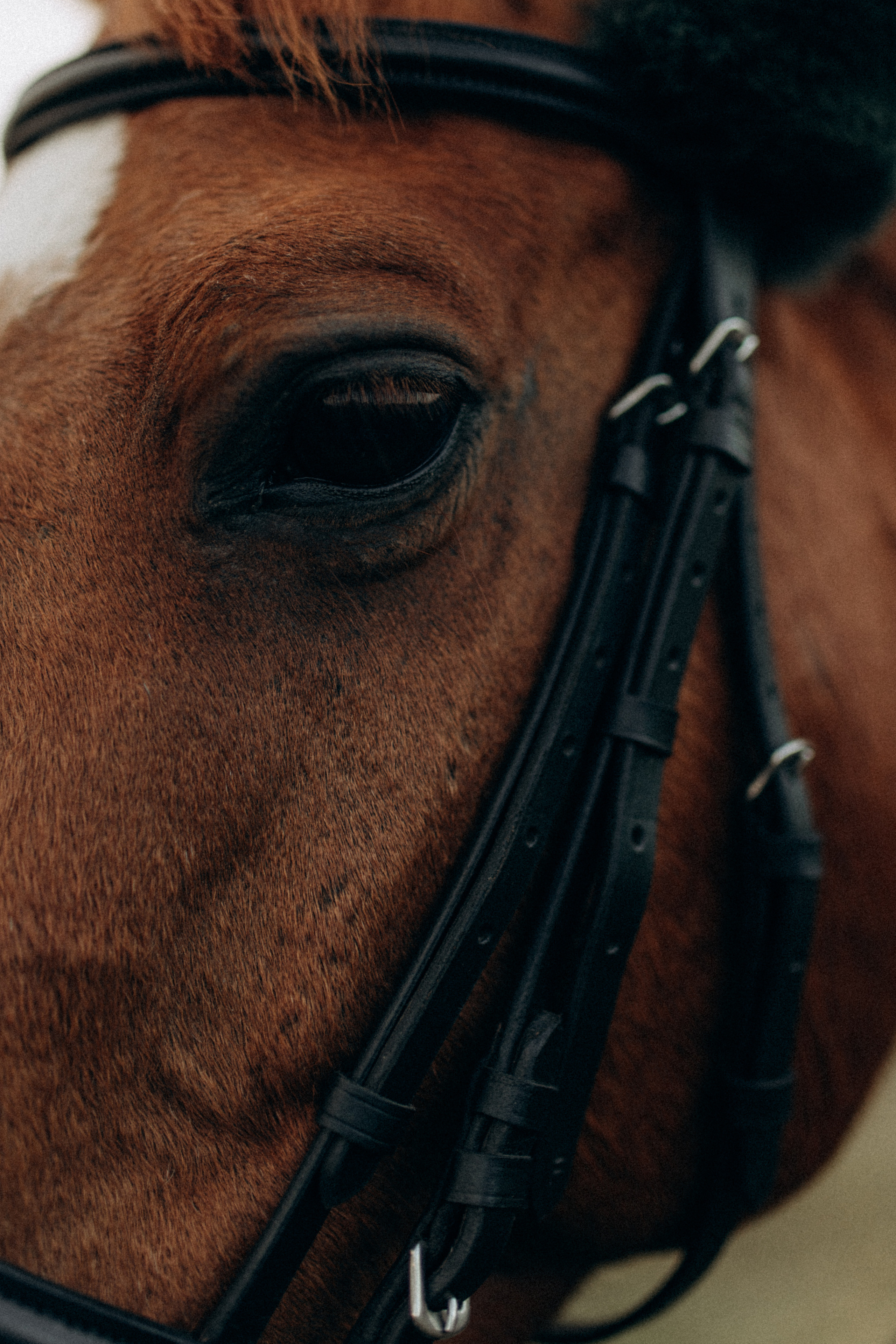 Эля. Фотограф НОГИНСК, Москва, Анастасия Белая