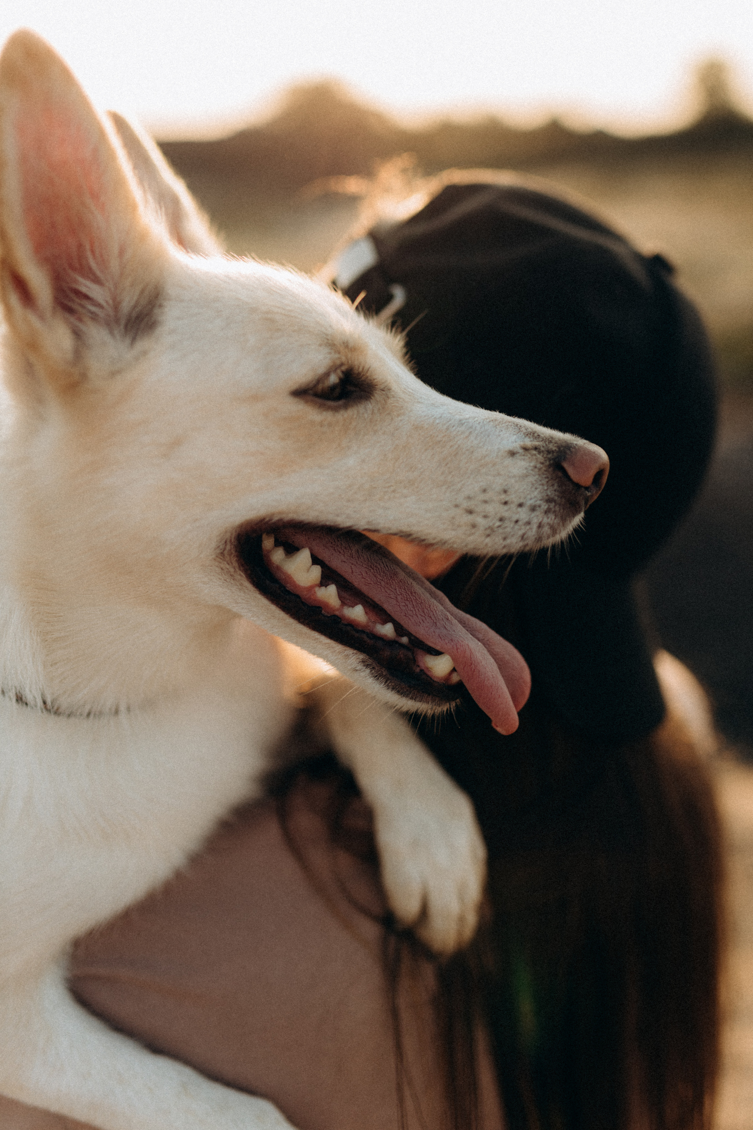 Диана & Айси. Фотограф НОГИНСК, Москва, Анастасия Белая