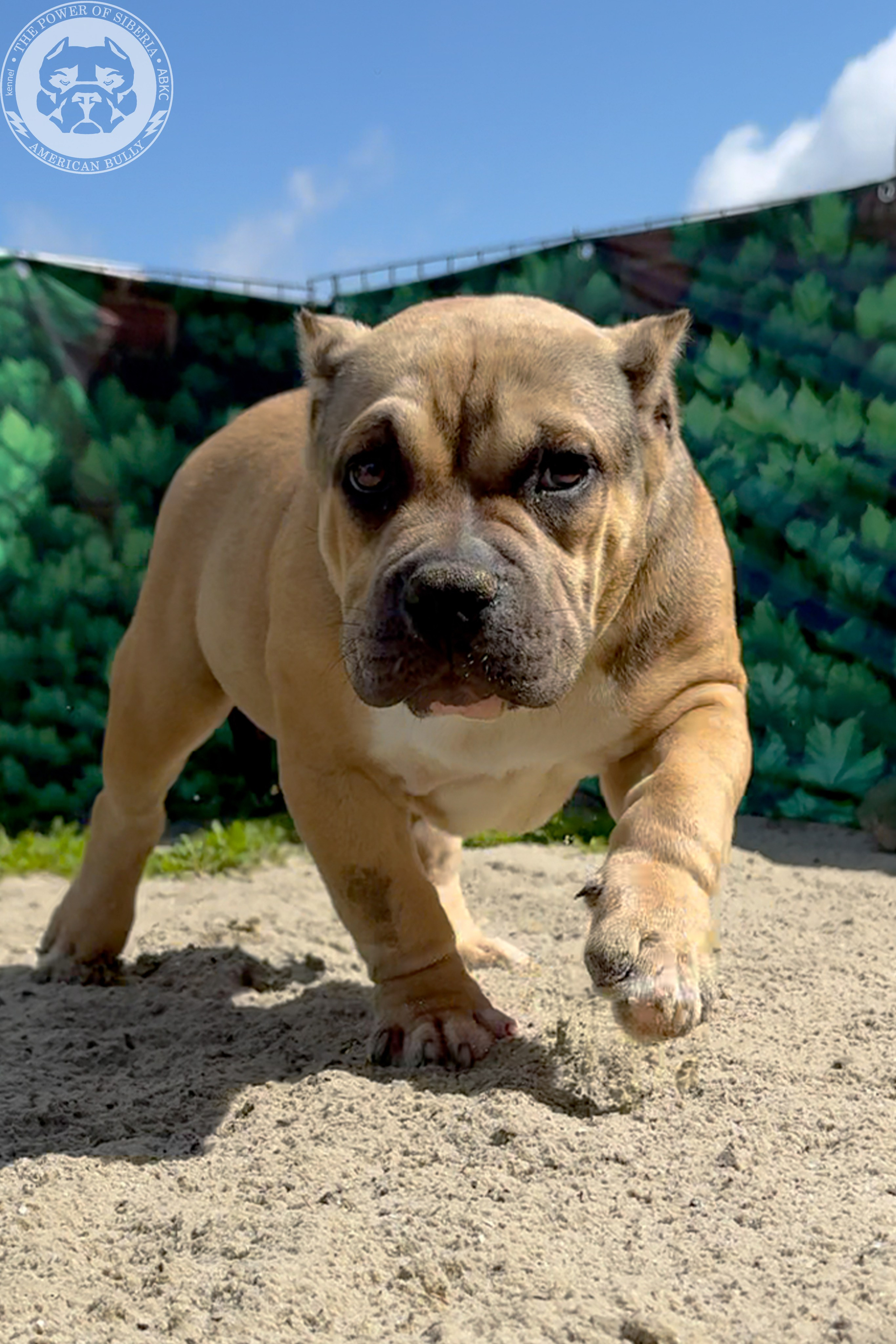 22.11.25 Тагира-Каспер. Американский Булли в г. Ростов-на-Дону. Питомник THE POWER OF SIBERIA