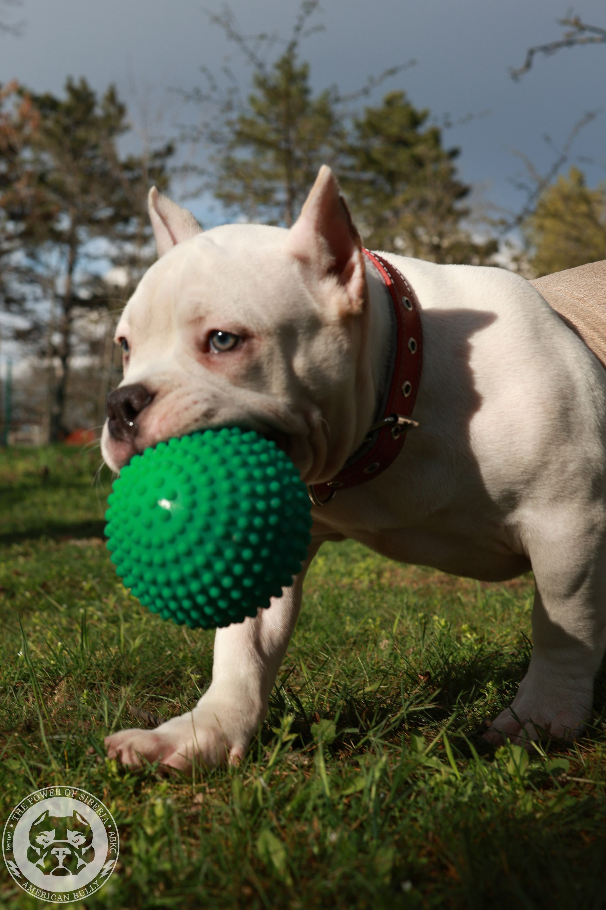 13.12.25-Мия-Турук. Американский Булли в г. Ростов-на-Дону. Питомник THE POWER OF SIBERIA