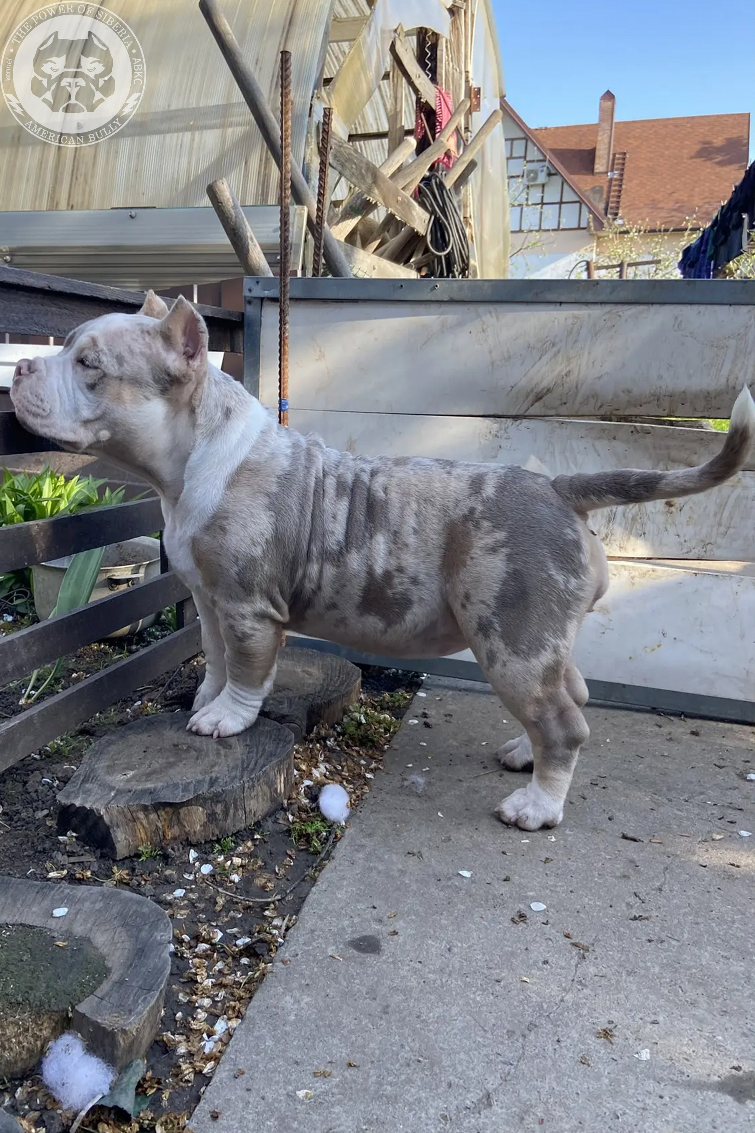 Свободные щенки Американский Булли, в типах покет, классик, стандарт. Американский Булли в г. Ростов-на-Дону. Питомник THE POWER OF SIBERIA