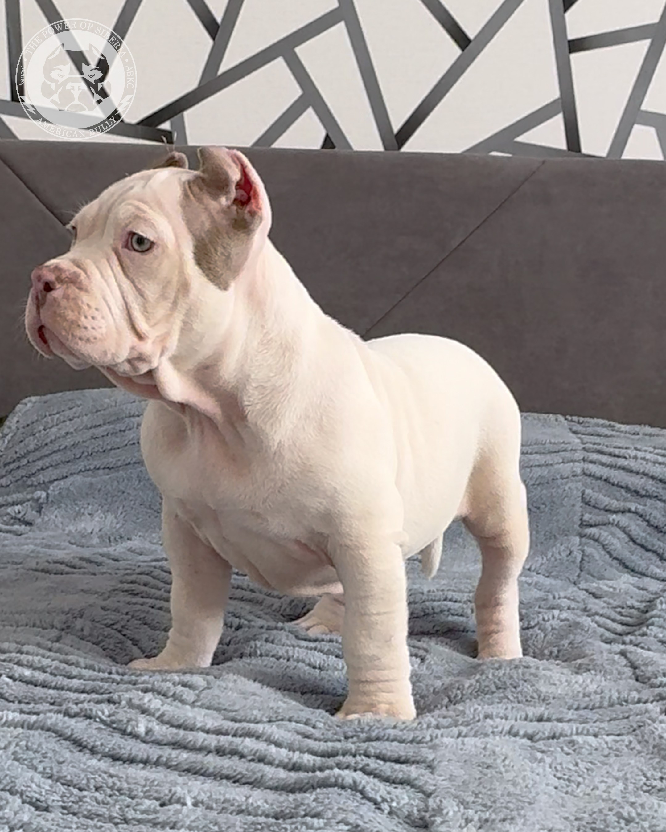Свободные щенки Американский Булли, в типах покет, классик, стандарт. Американский Булли в г. Ростов-на-Дону. Питомник THE POWER OF SIBERIA