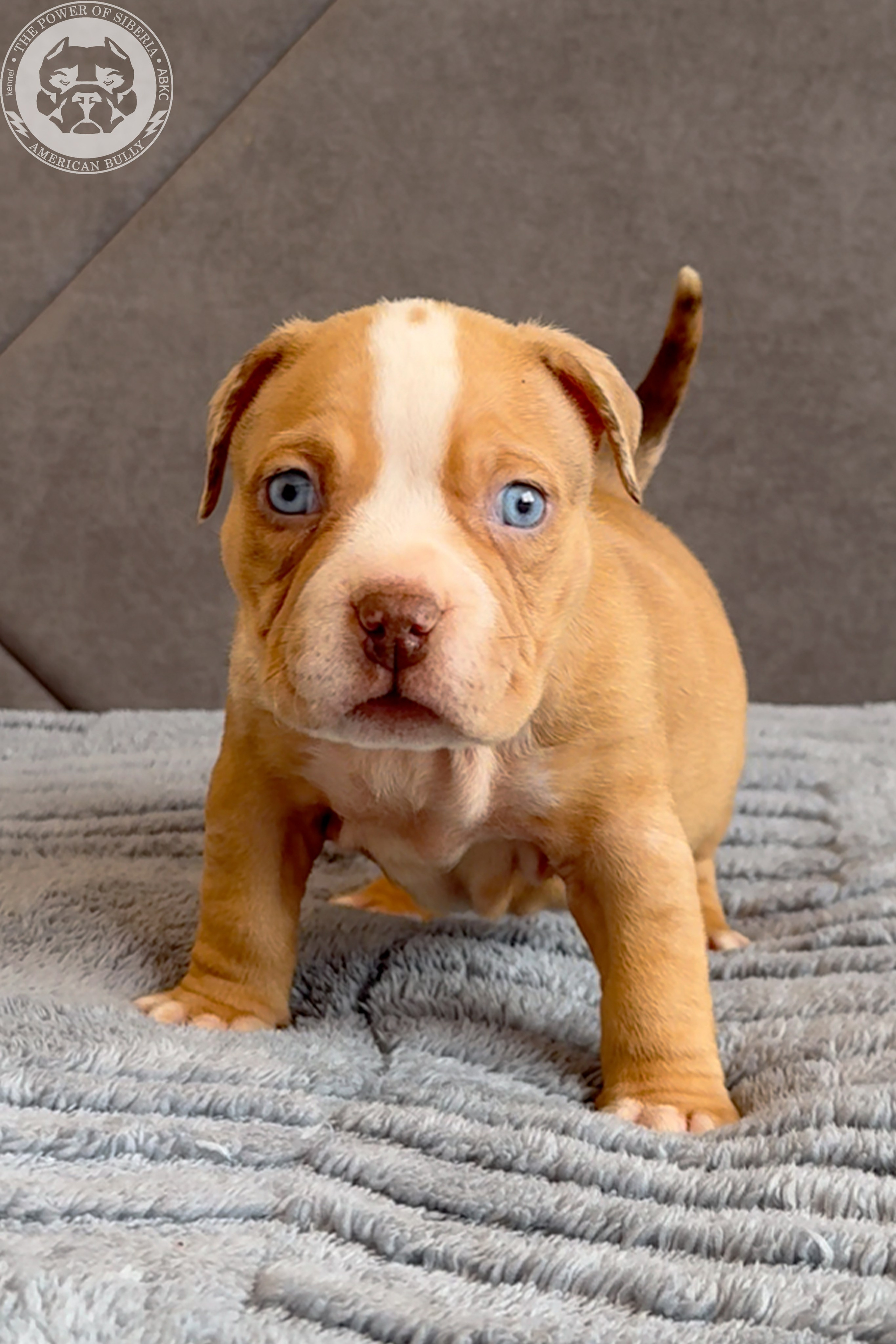 Свободные щенки Американский Булли, в типах покет, классик, стандарт. Американский Булли в г. Ростов-на-Дону. Питомник THE POWER OF SIBERIA