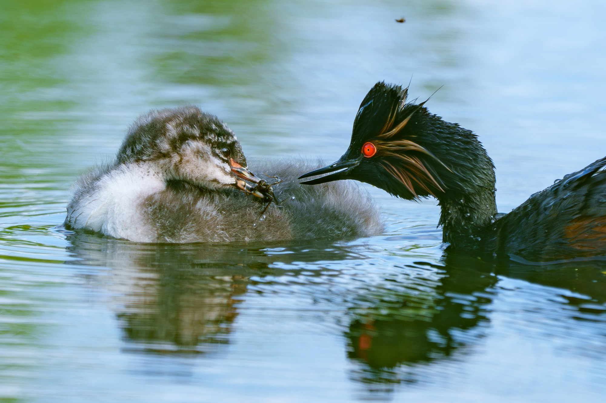 Удивительные мир птиц. Вокруг нас столько прекрасного — присмотритесь!. Ваш личный фотограф Марина Волкова