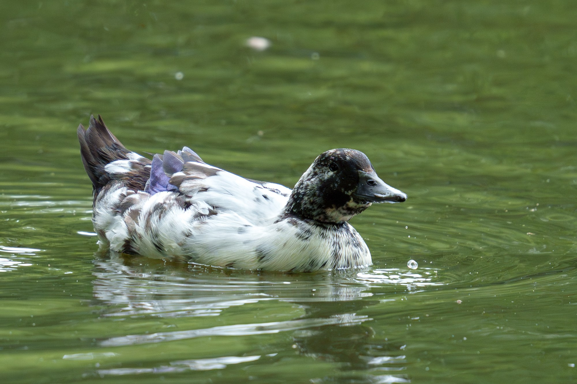 Удивительные мир птиц. Вокруг нас столько прекрасного — присмотритесь!. Ваш личный фотограф Марина Волкова