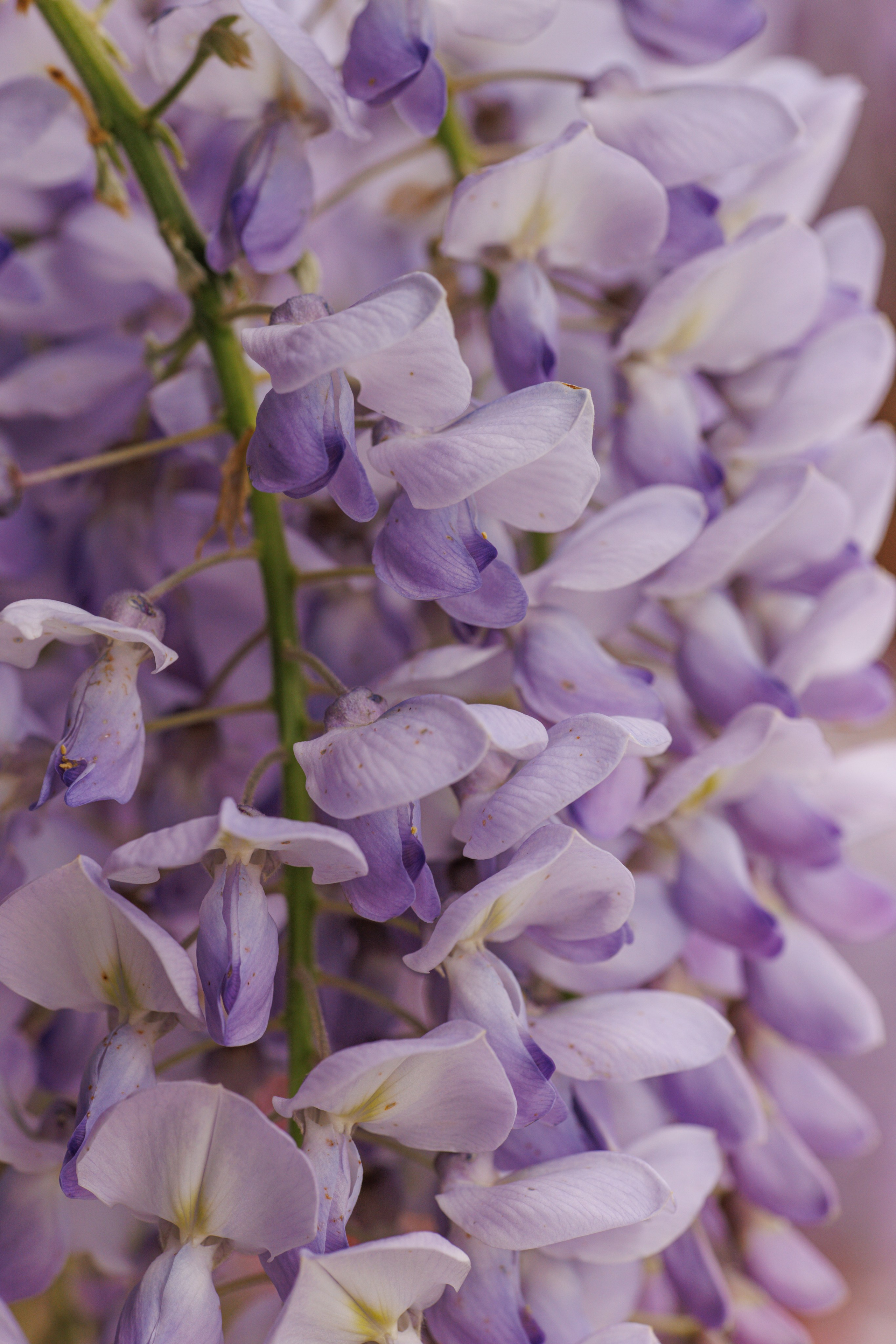 Macro. Фотограф на Юге России