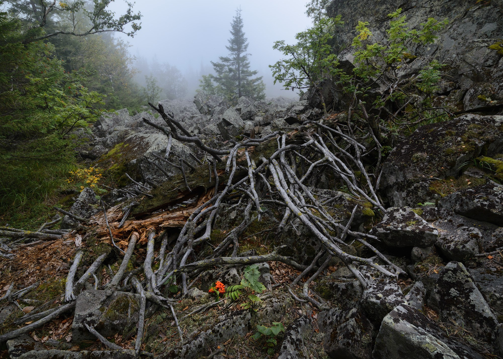 Фотография леса в тумане на Белой горе наполнена мягким светом и глубокой тишиной.