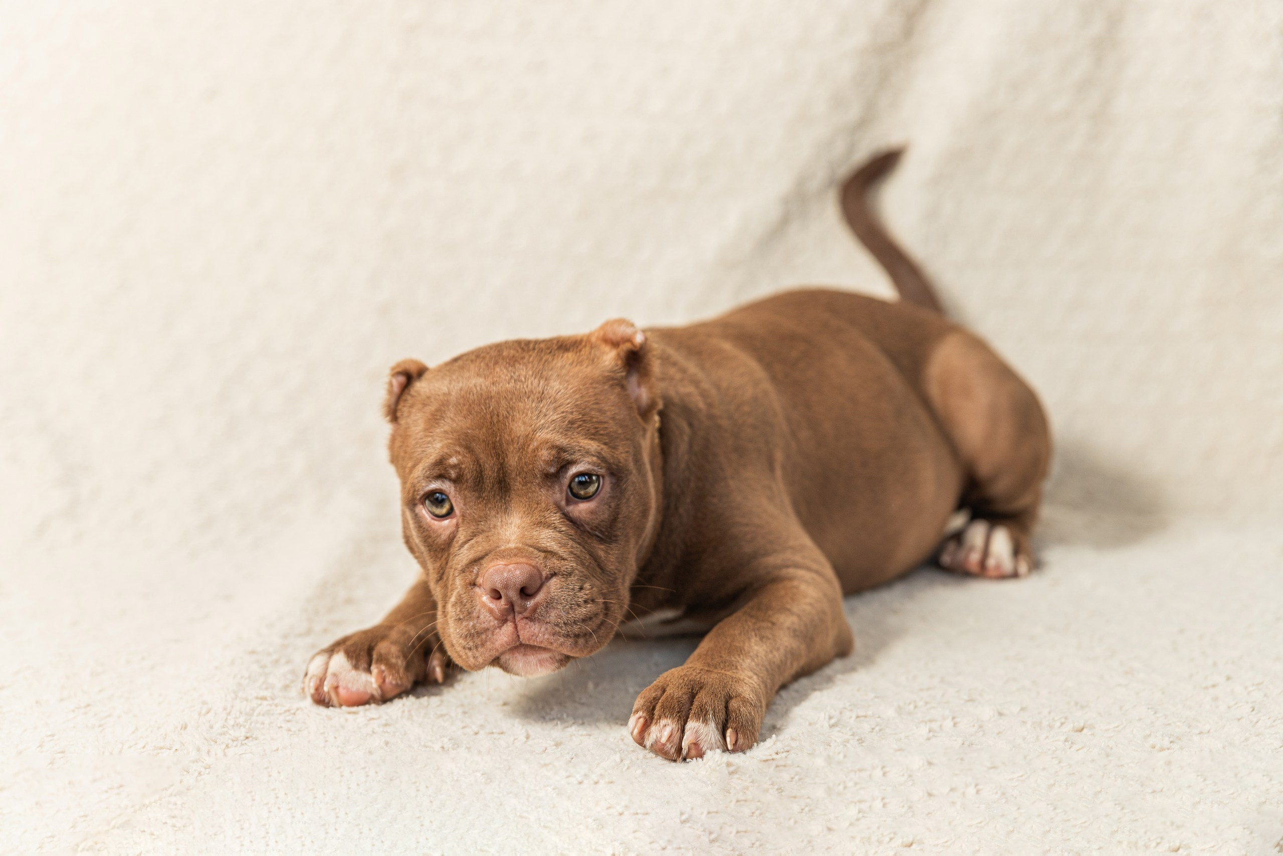 Фото щенка Американского Булли для продажи